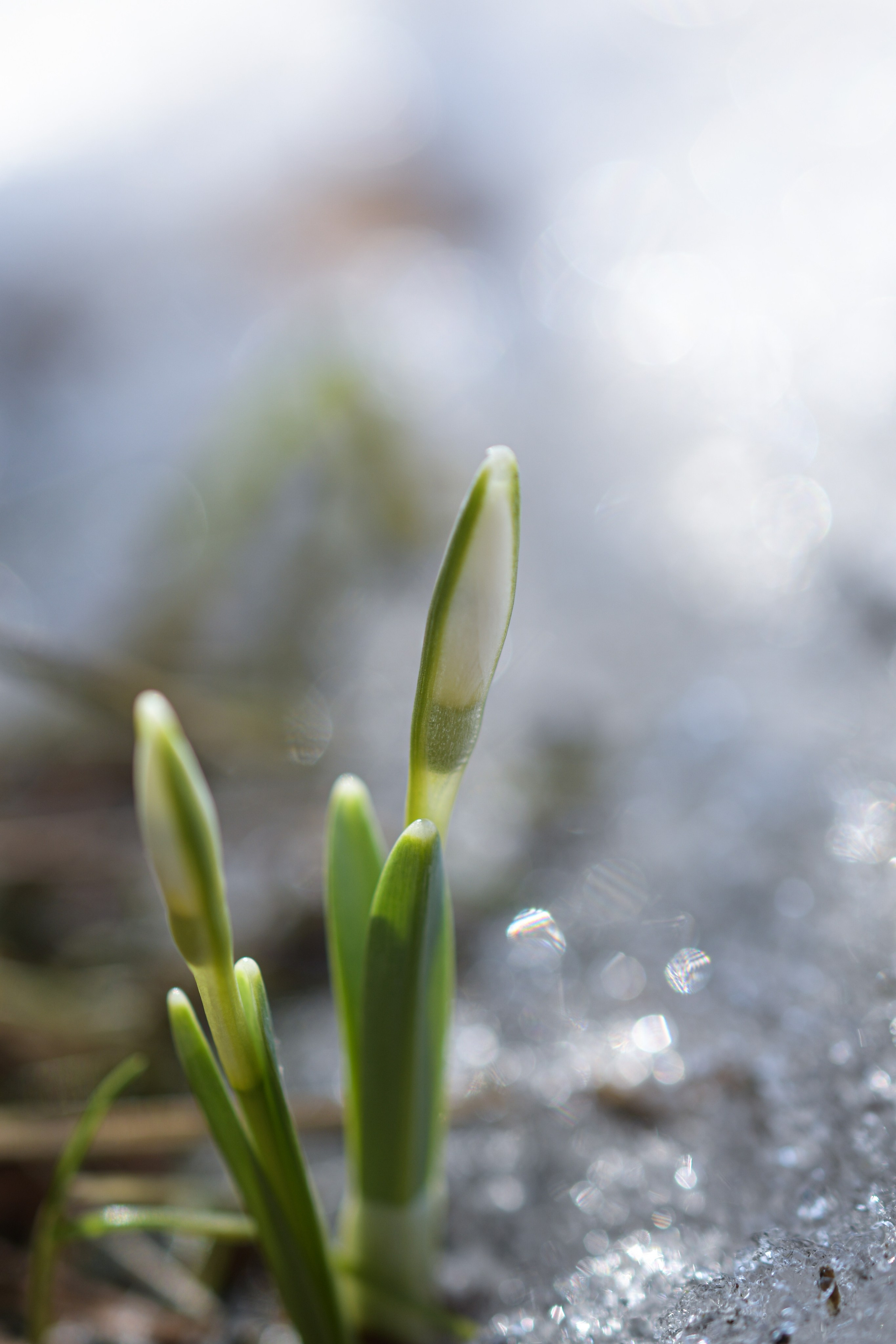 Макро. В созвучии с природой. Фотограф Светлана В. Пронина, Москва