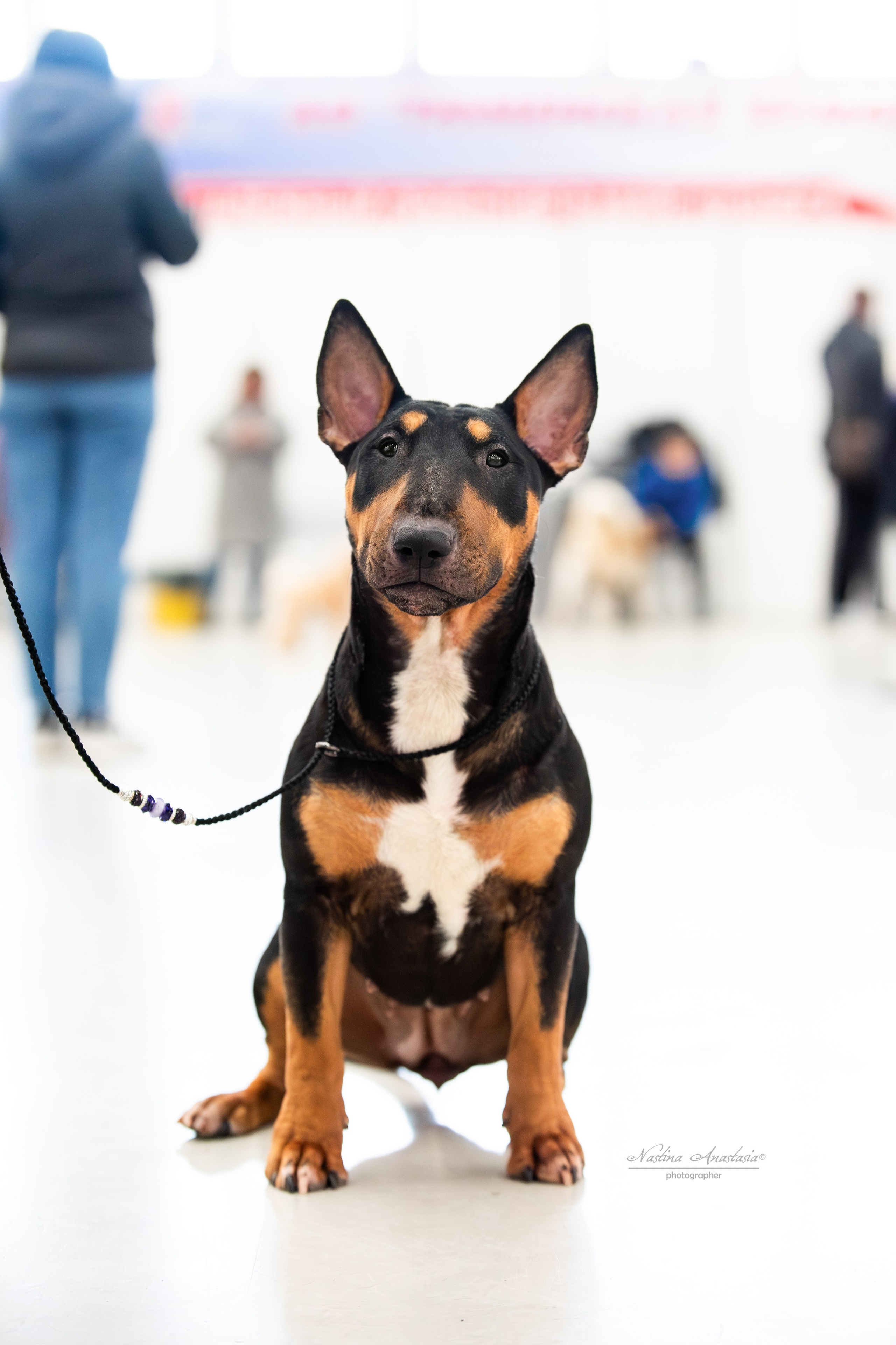 Выставки. Фотограф — Анималист