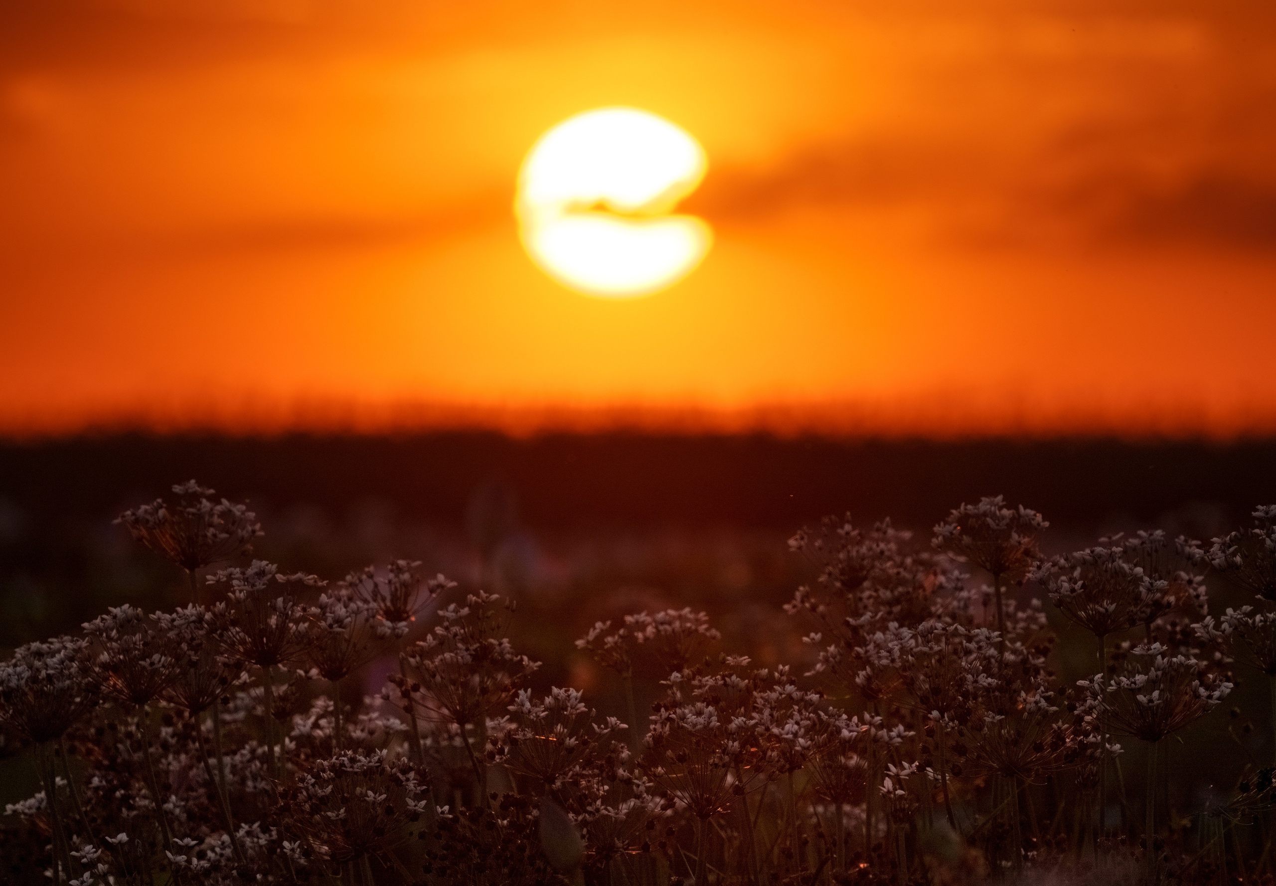 Золотые лотосы. Июль