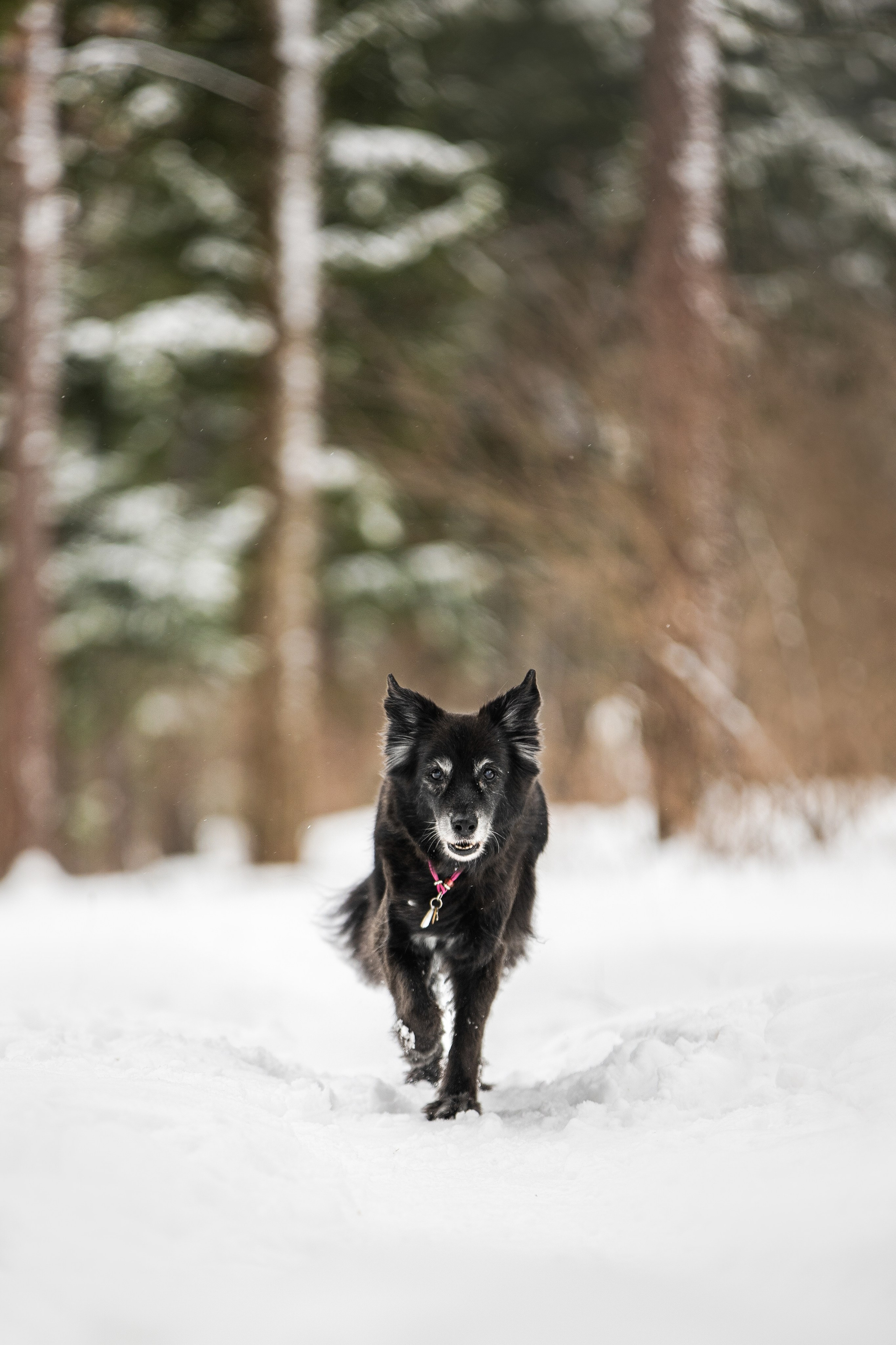 Валя, Варя и Лада. Фотограф анималист в Москве Майорова Евгения