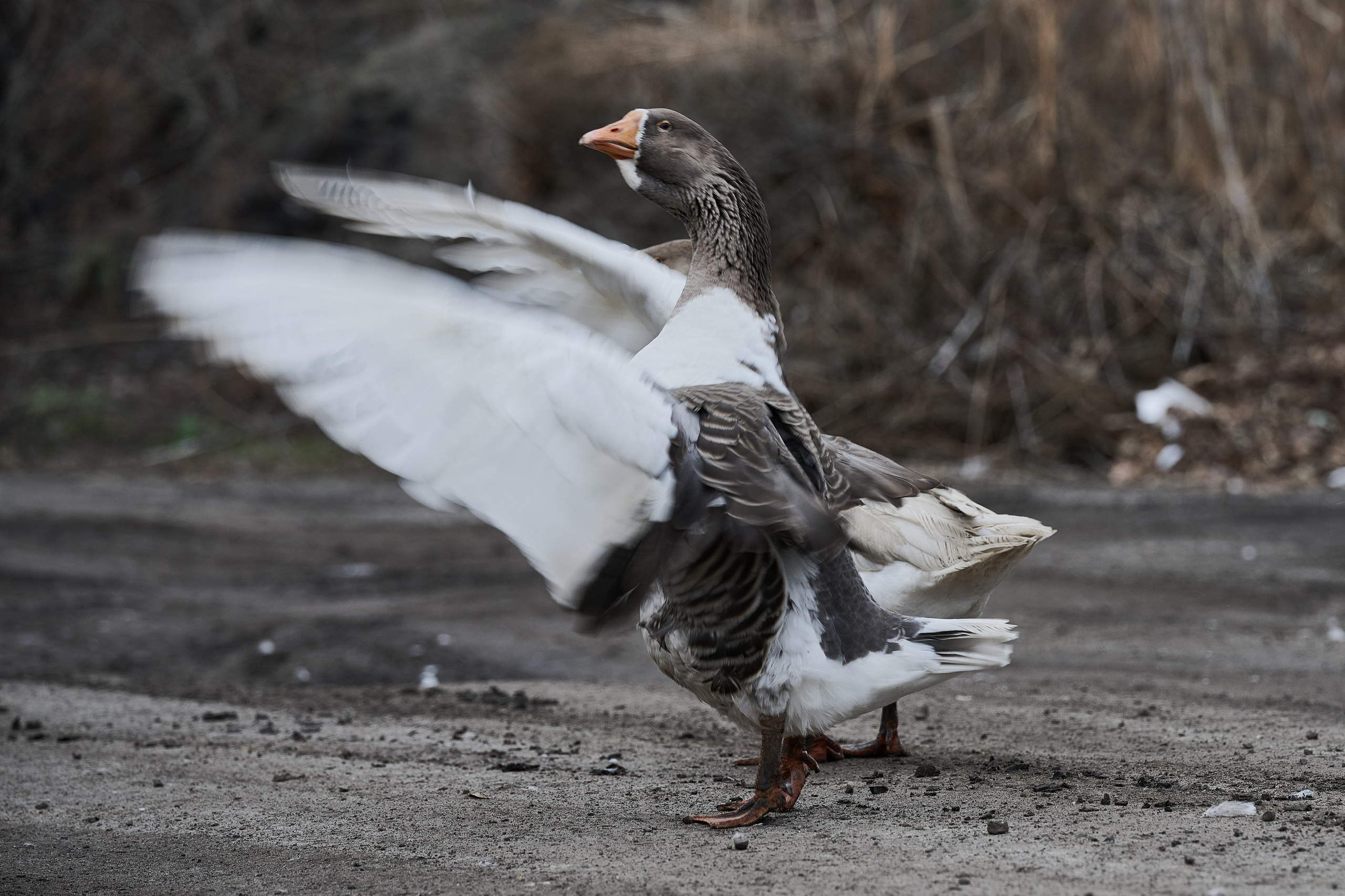 Краснореченское. Луганская область. Фотопроект «Территории»