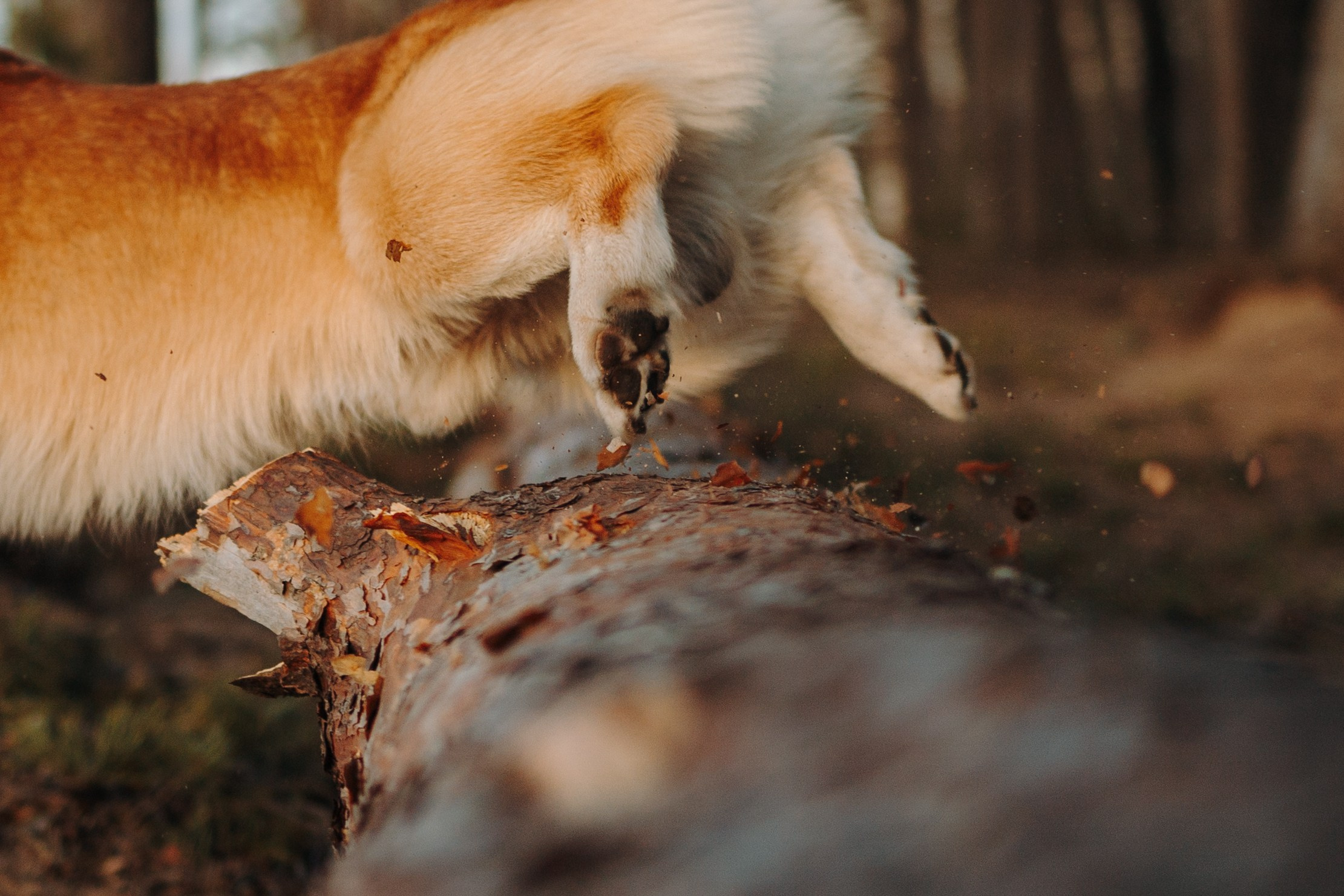 Найт и его семья. Фотограф — Анималист | Санкт-Петербург