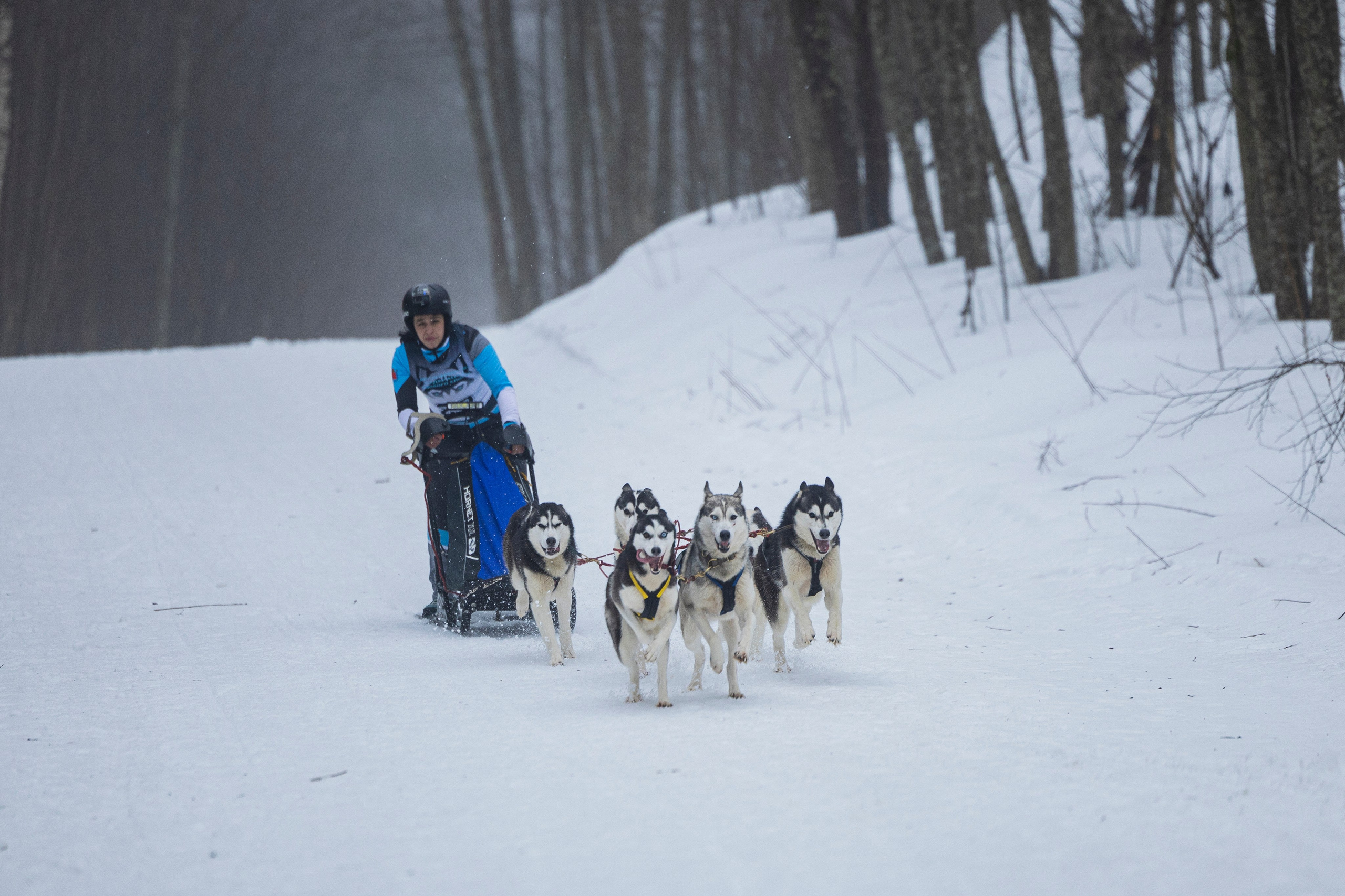 Зимний Чемпионат Санкт-Петербурга по ездовому спорту. Фотограф-анималист Анна Маринич