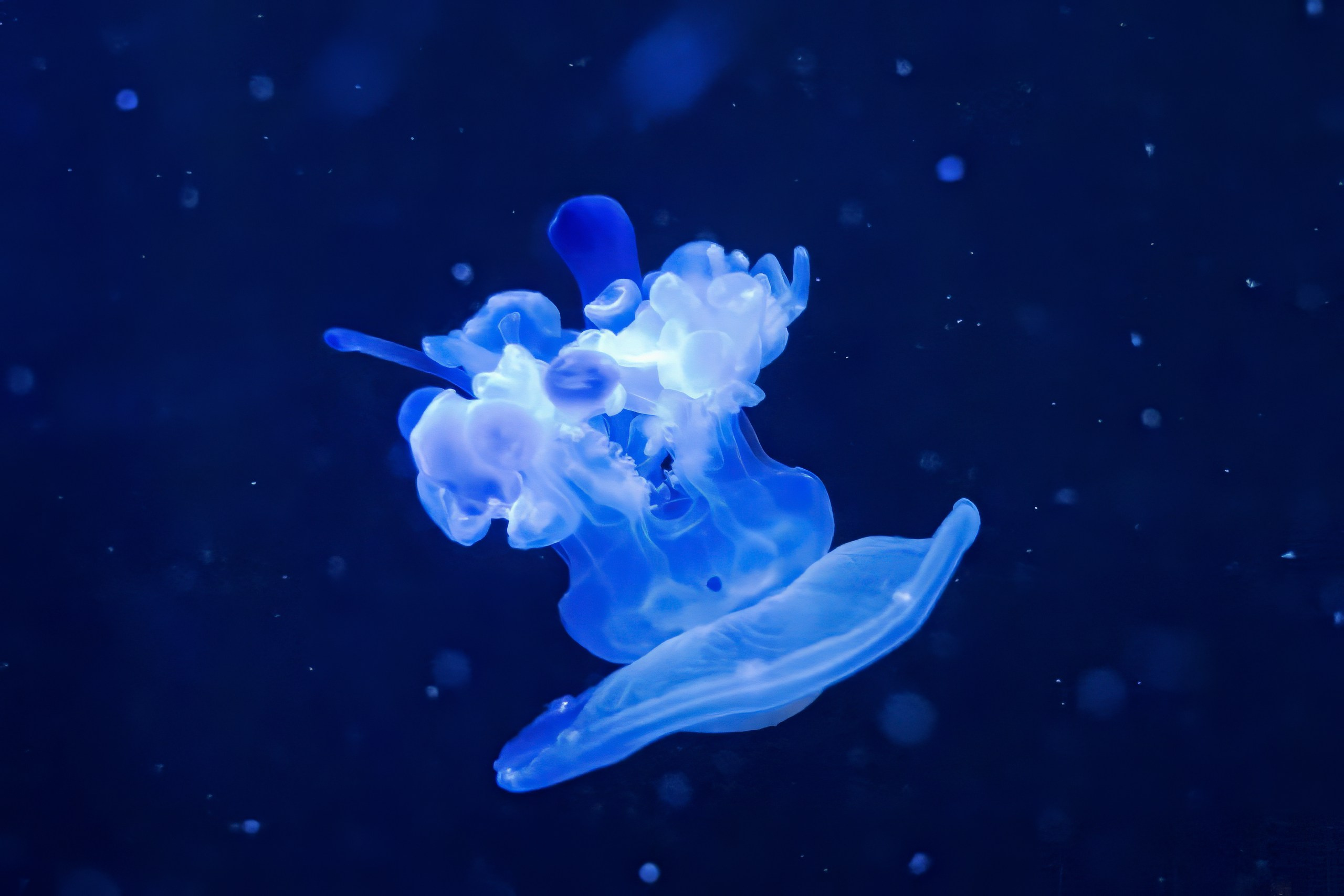 Зоопарк. Photomantis