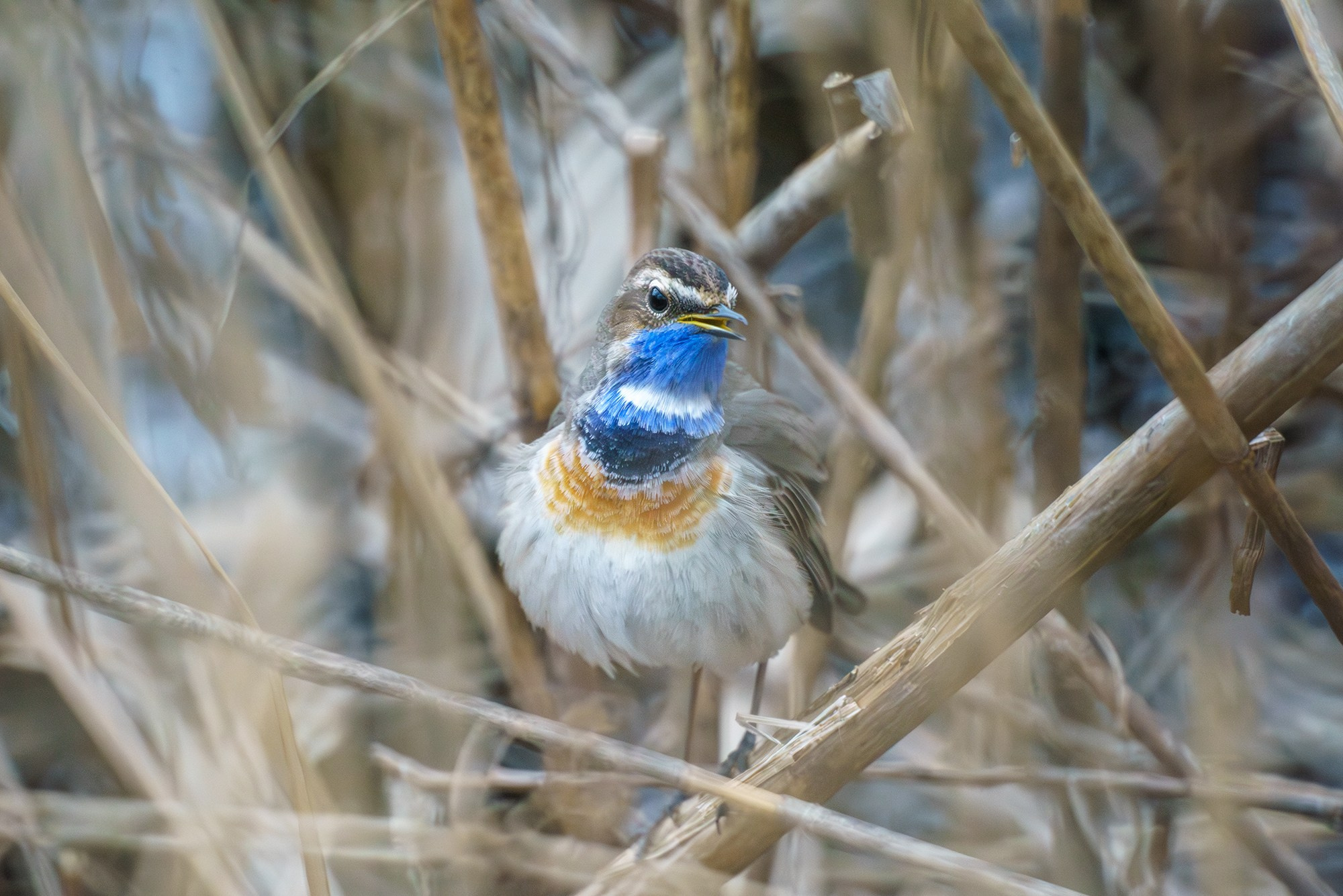 Удивительные мир птиц. Вокруг нас столько прекрасного — присмотритесь!. Ваш личный фотограф Марина Волкова