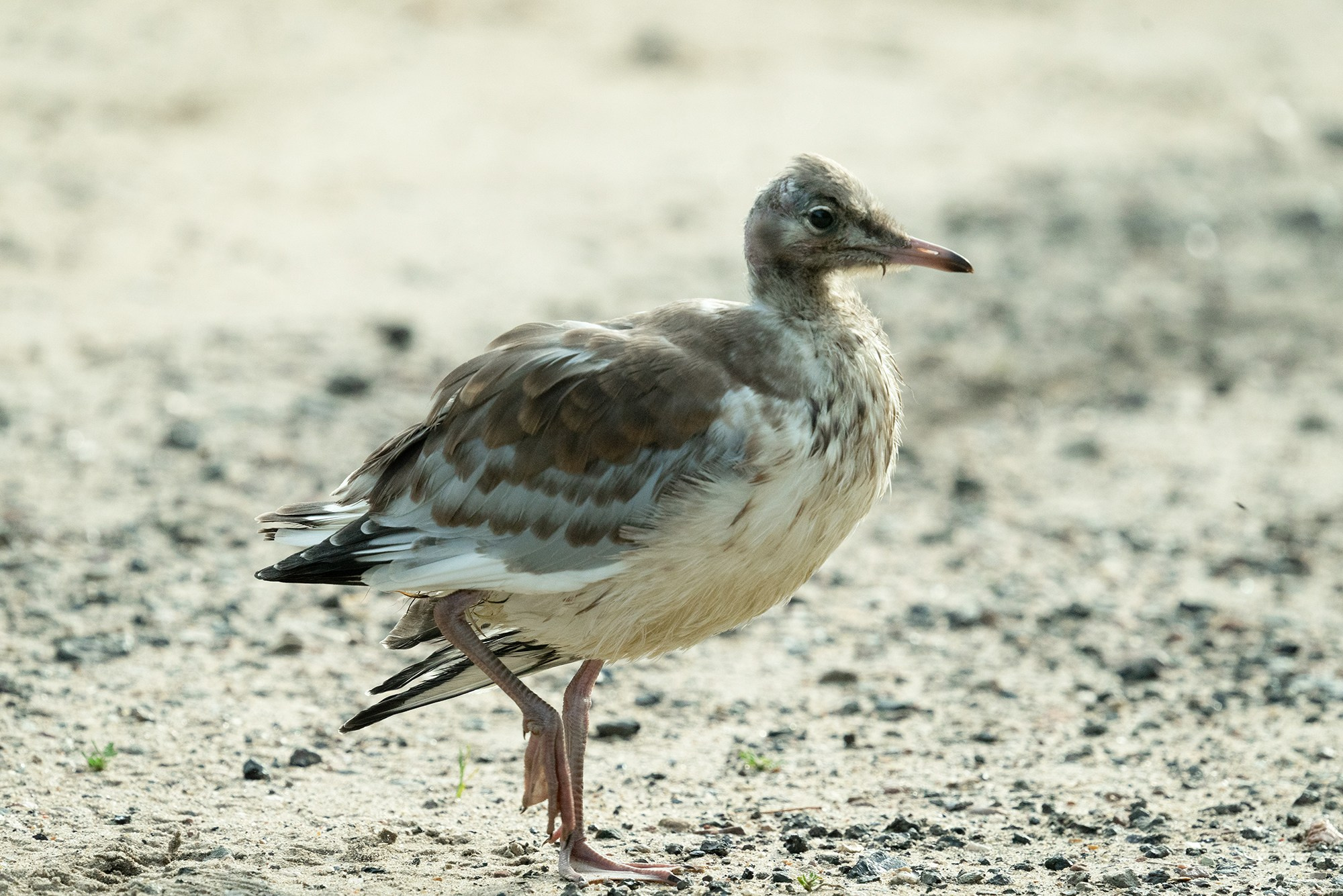 Удивительные мир птиц. Вокруг нас столько прекрасного — присмотритесь!. Ваш личный фотограф Марина Волкова