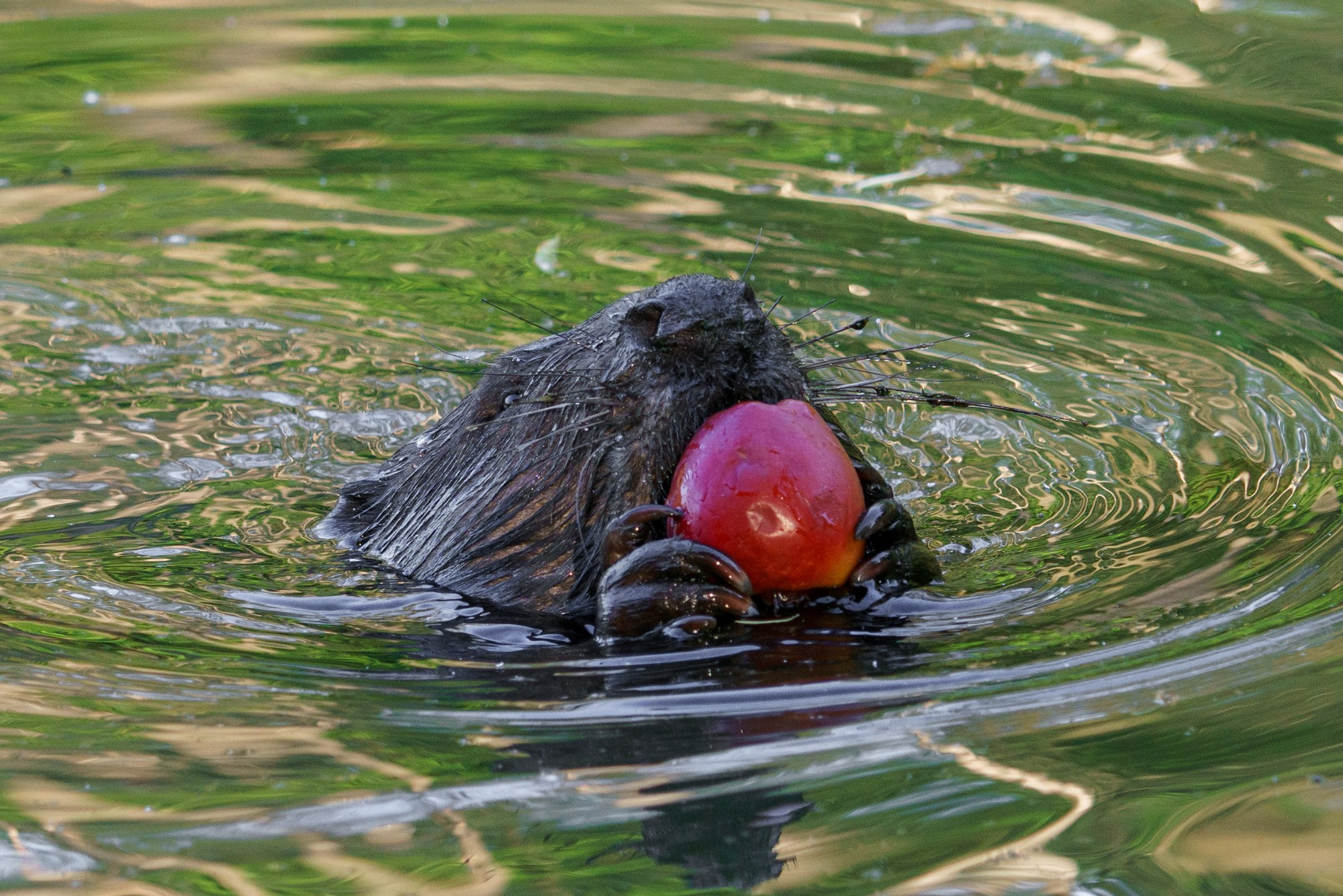 Животные. Ваш личный фотограф Марина Волкова