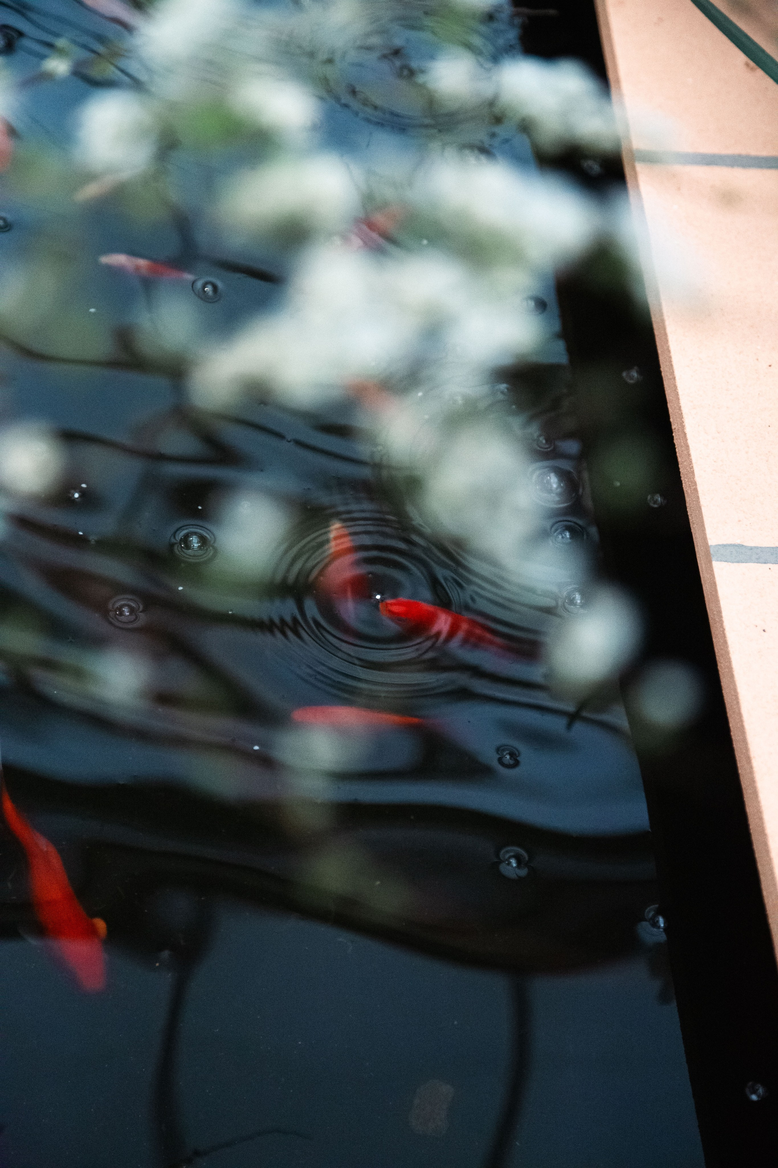 Персидский сад. Dmitriy [KCCC] is a pretty cool photographer