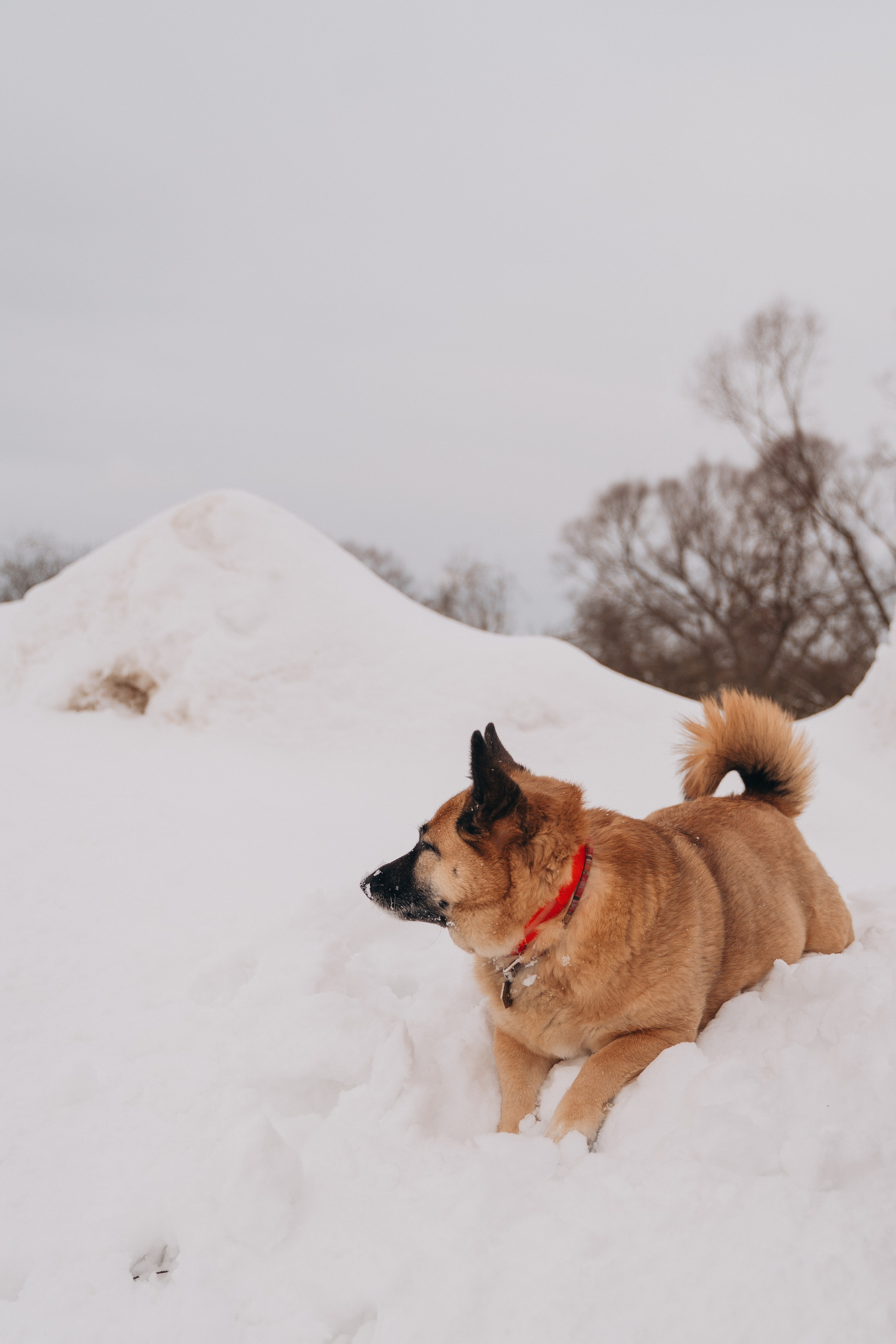 Февраль с Мартой 💞. FotoTanya. Раменское/Жуковский/Бронницы