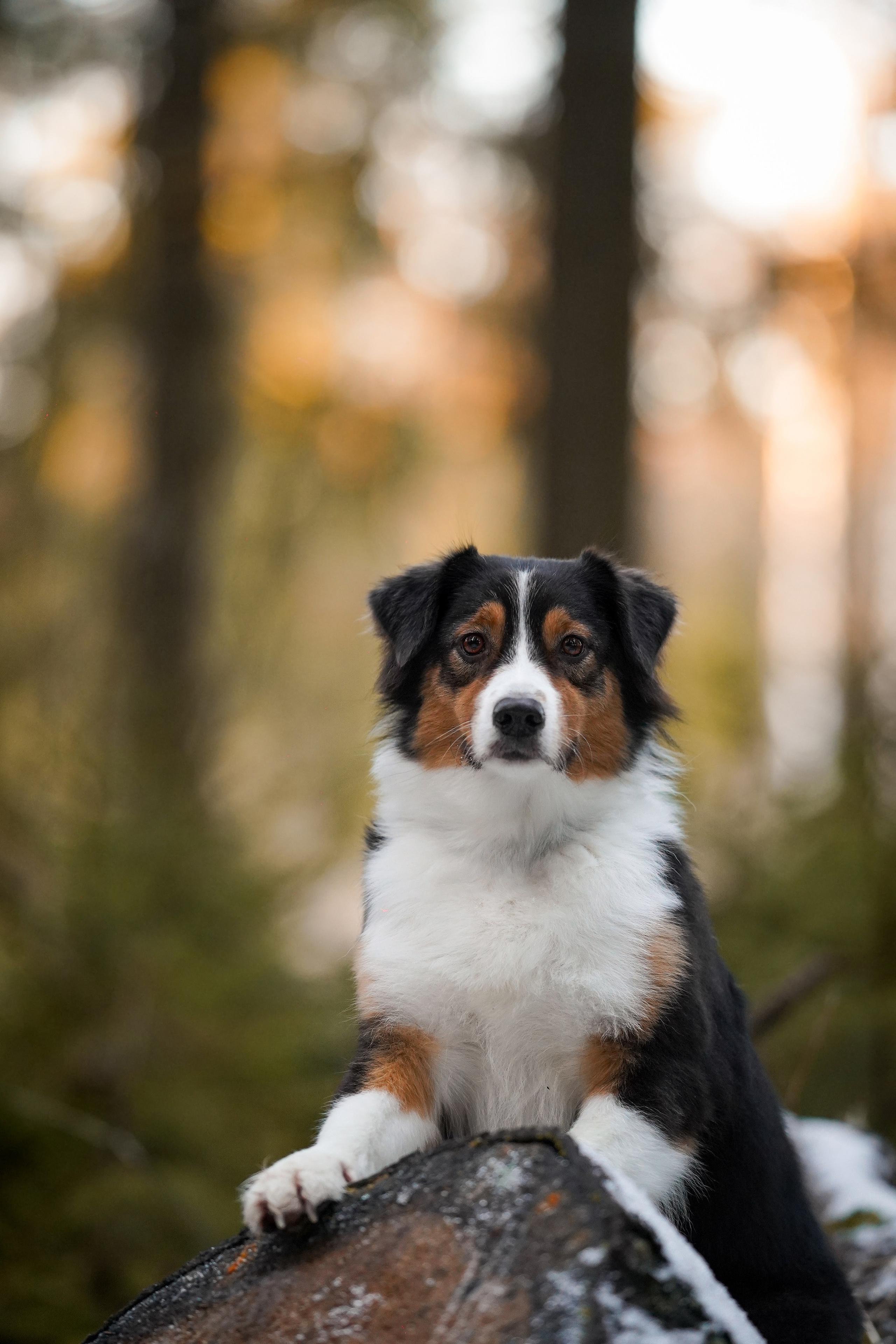 Бэст Айла и Панда. Фотограф-анималист в Санкт-Петербурге Яна Мартынова