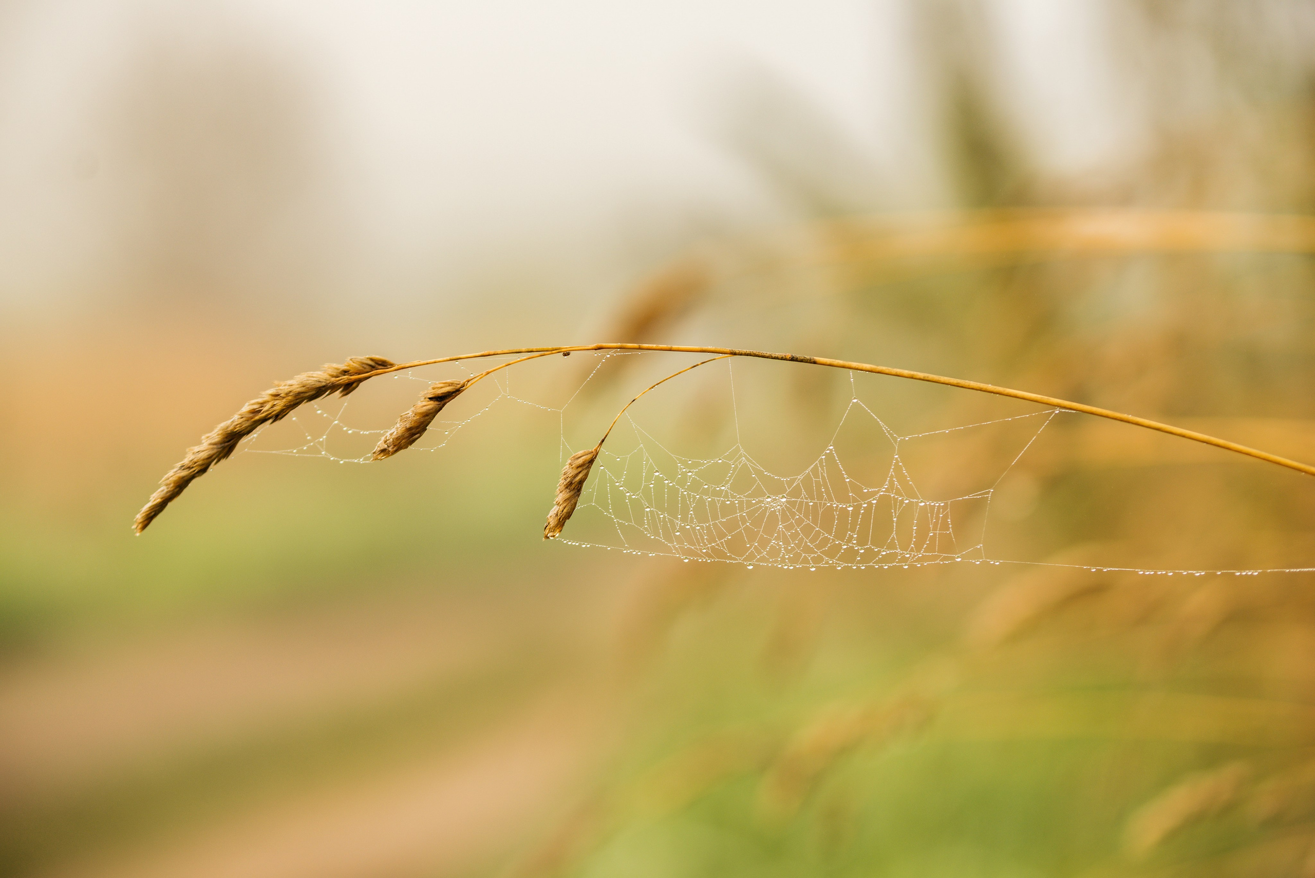 Утро августа. Фотограф в Ветлуге Сергей Белов (VETLUGA B.S.)