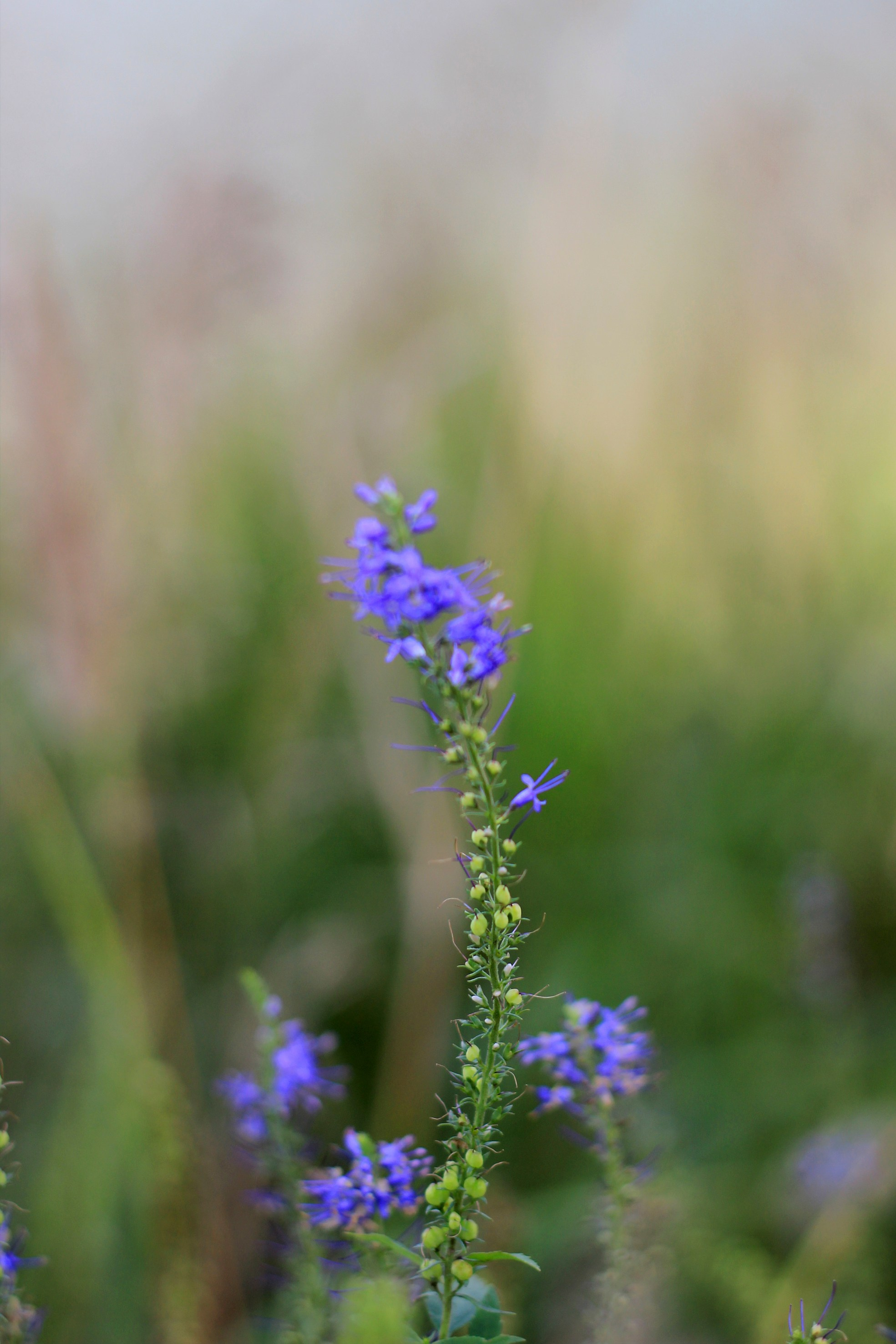 Природа. Команда фотографов Кристины Ивановой