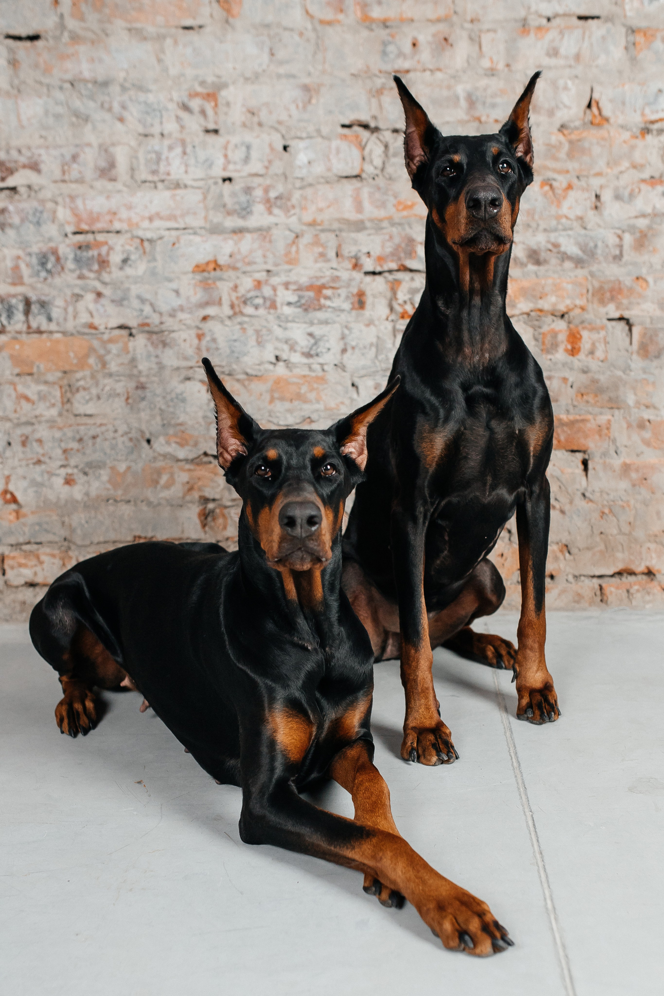 Животные. Команда фотографов Кристины Ивановой