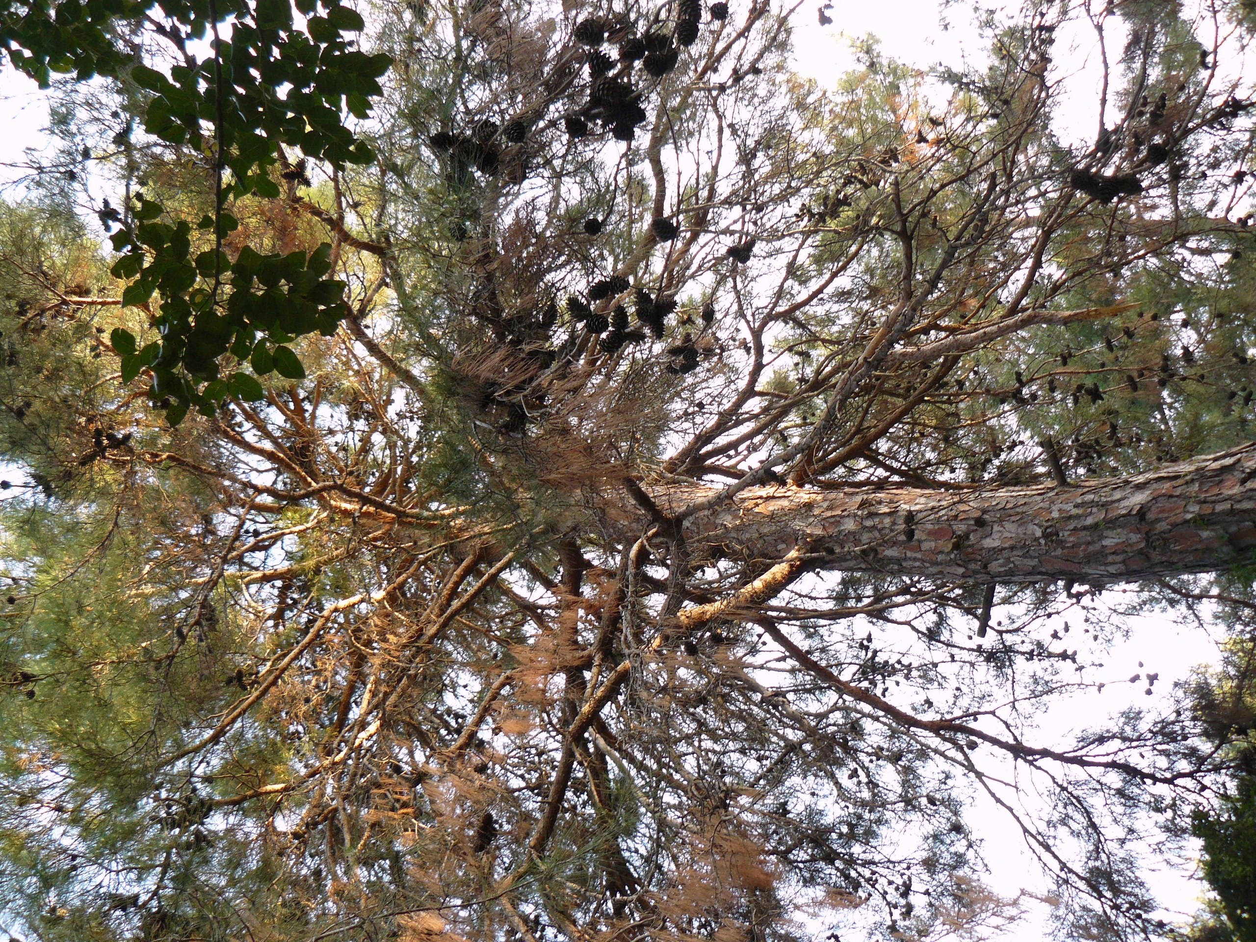 Алания 2014 старая крепость. Фотопрогулки по Миру