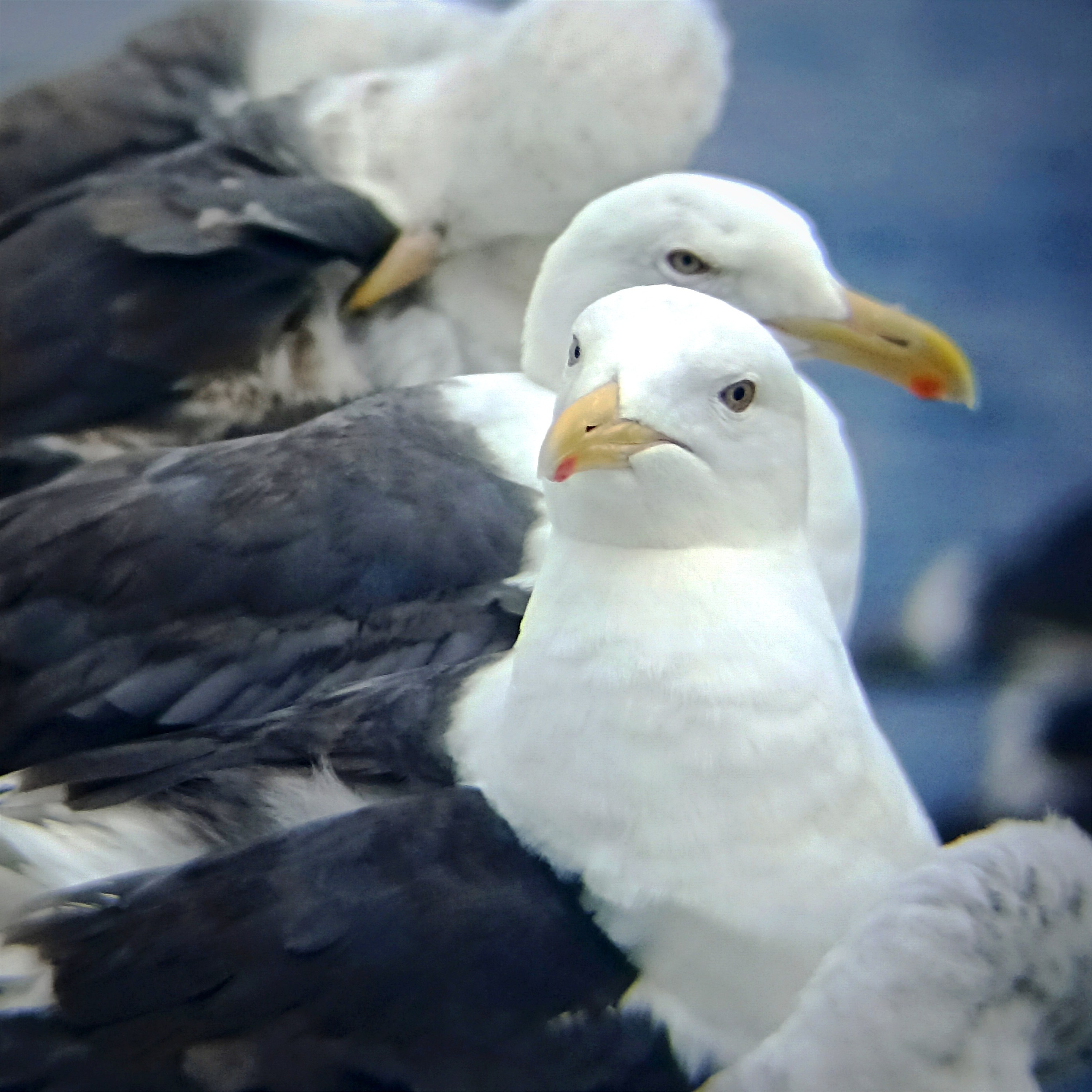 Мобильная фотография. Фотограф г. Владивосток