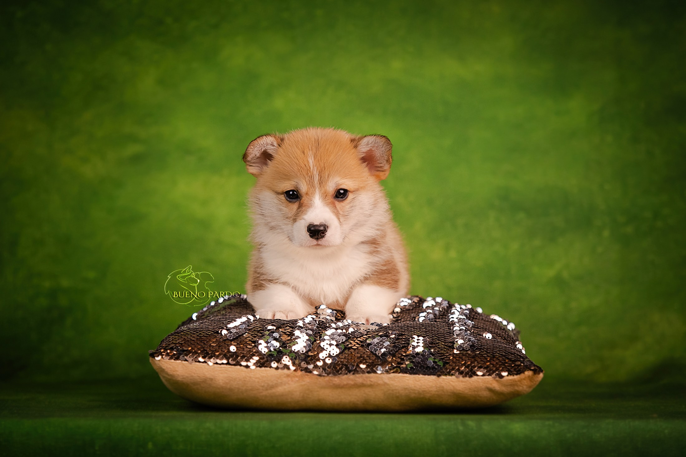 Щенки вельш корги пемброк из питомника. Питомник собак Акита, Хаски, Корги