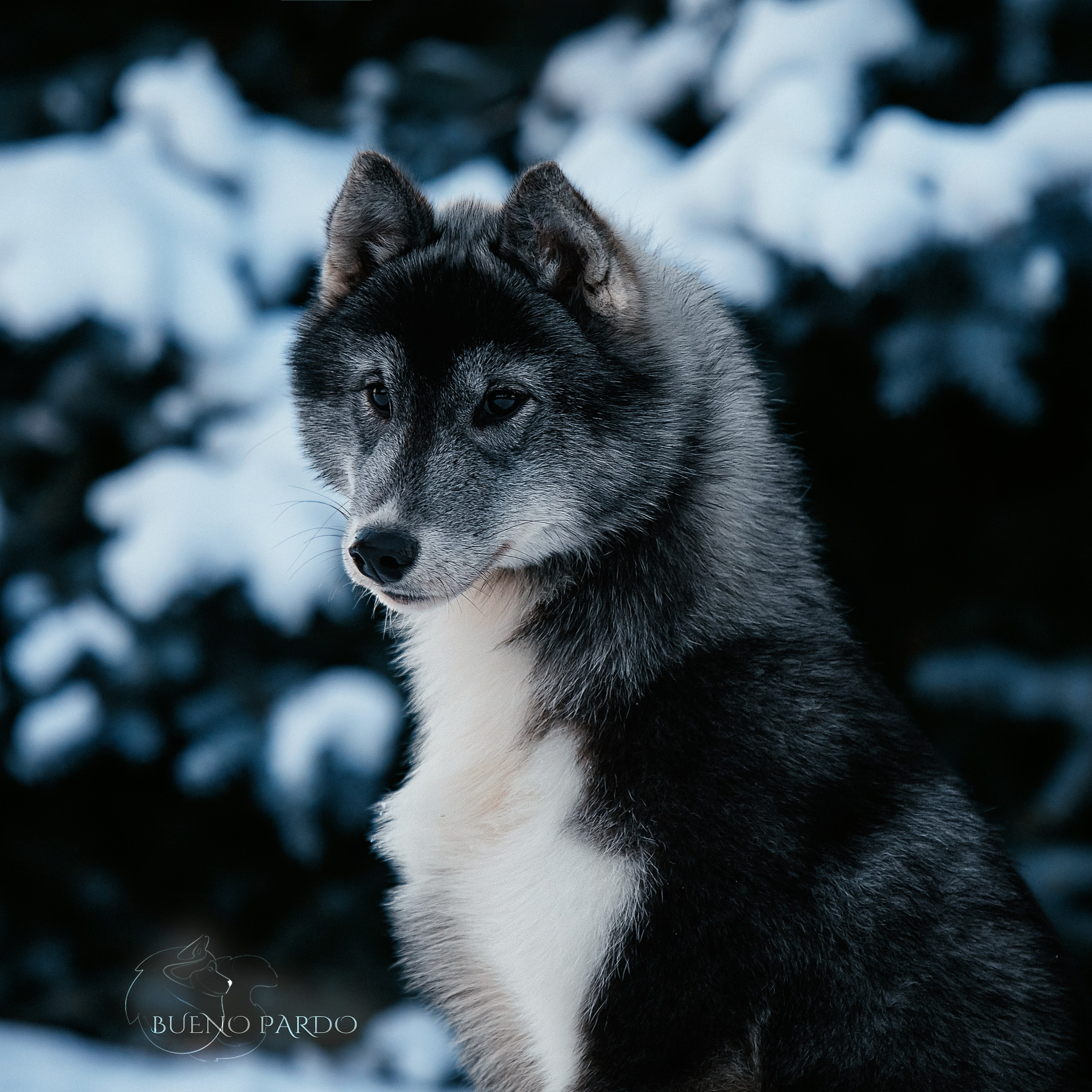 Щенки сибирского хаски из питомника. Питомник собак Акита, Хаски, Корги