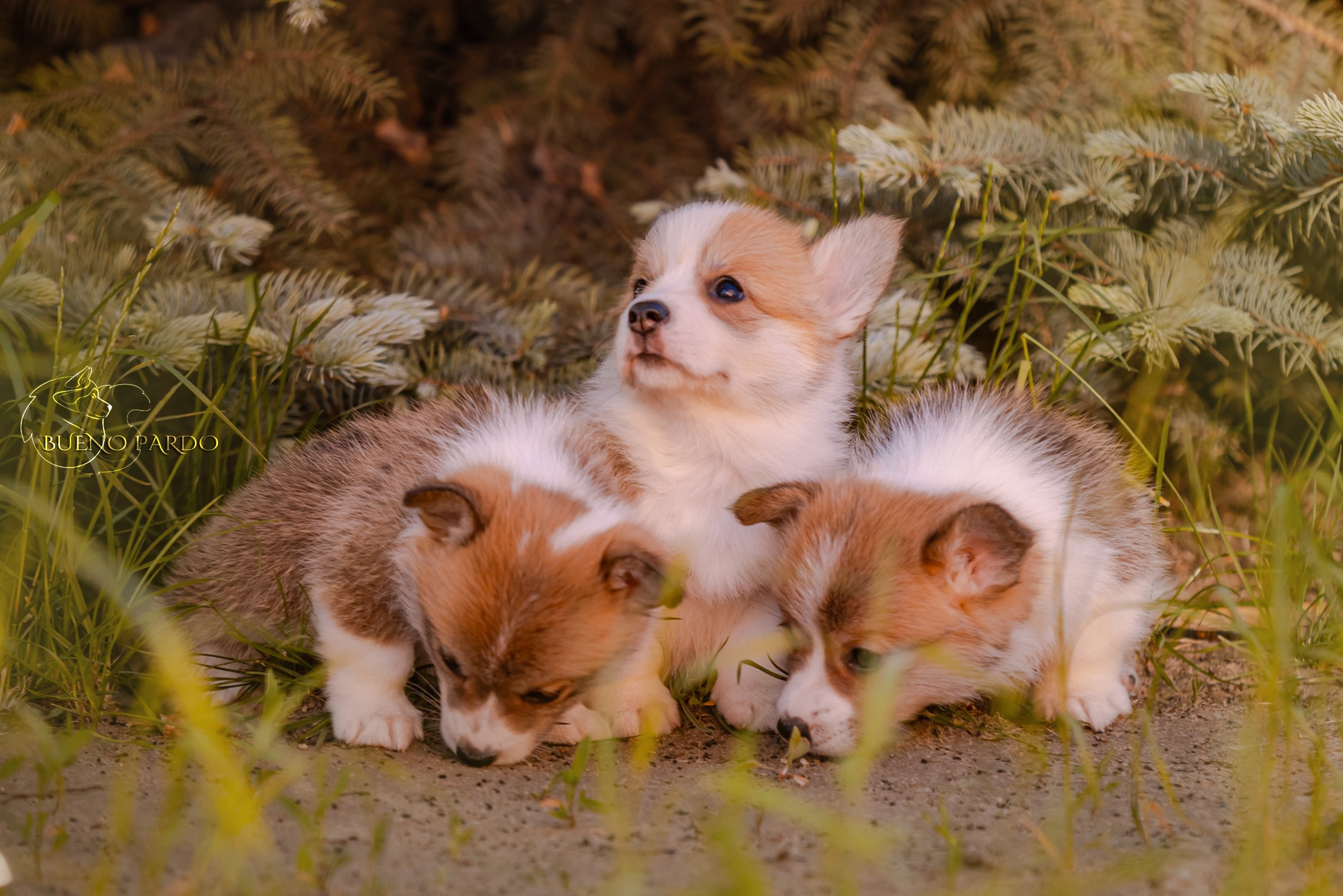 Щенки вельш корги пемброк из питомника. Питомник собак Акита, Хаски, Корги