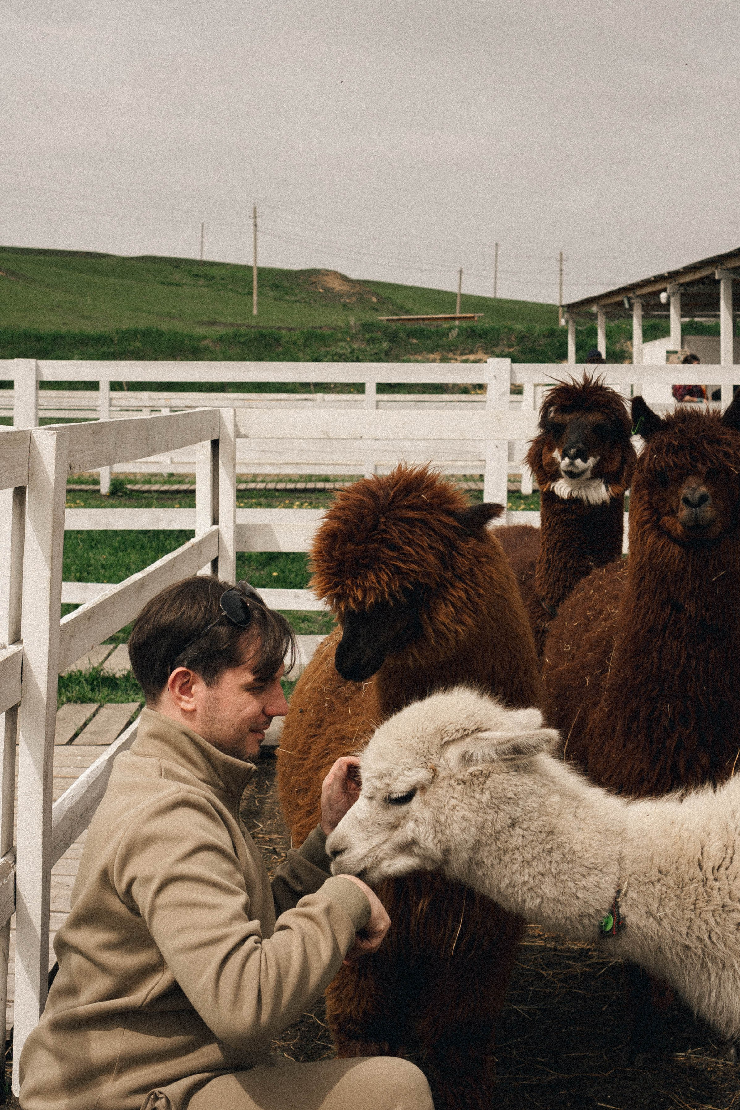 Ферма Альпак. Профессиональный фотограф, Санкт-Петербург — Виктория Богомолова