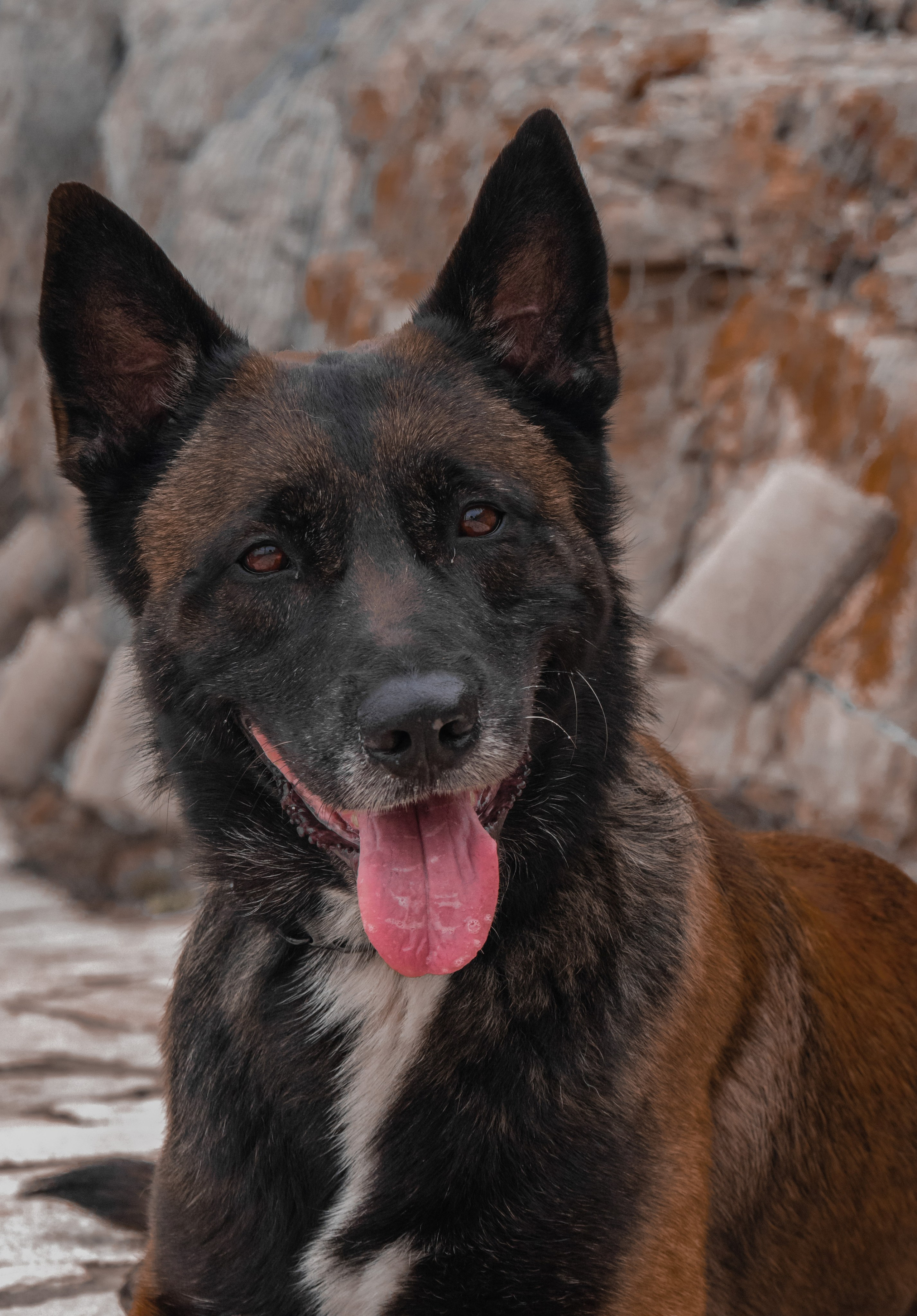 Photoshoot with a dog in Montenegro. Portrait photographer in Tivat Montenegro Katerina Kirsanova