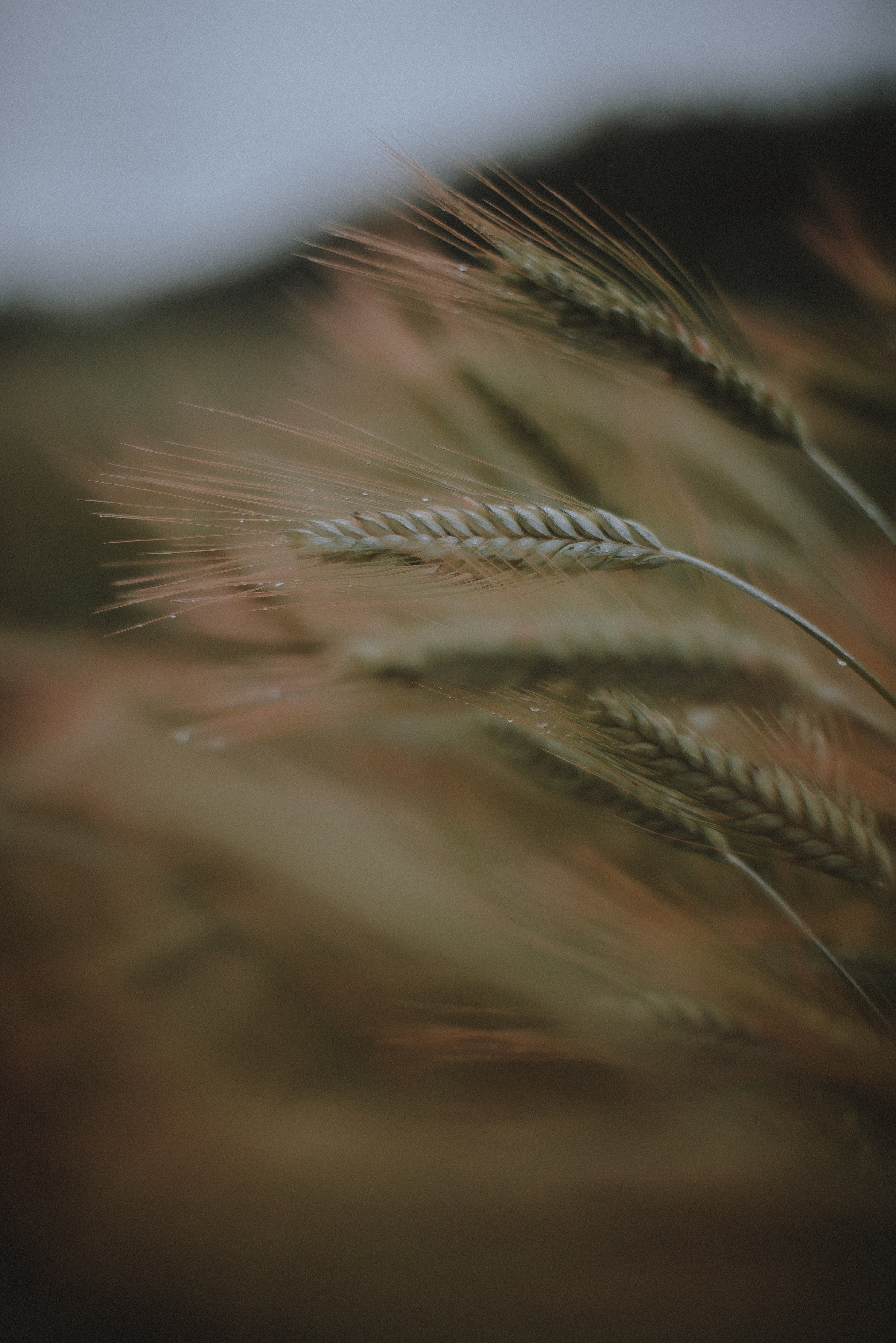 Славянская мифология. Богиня Девана, бог Сварог и волк Ратибор. Свадебный и семейный фотограф в Москве Сажина Кристина КиМ. Свадебный оператор в Москве Сажин Максим