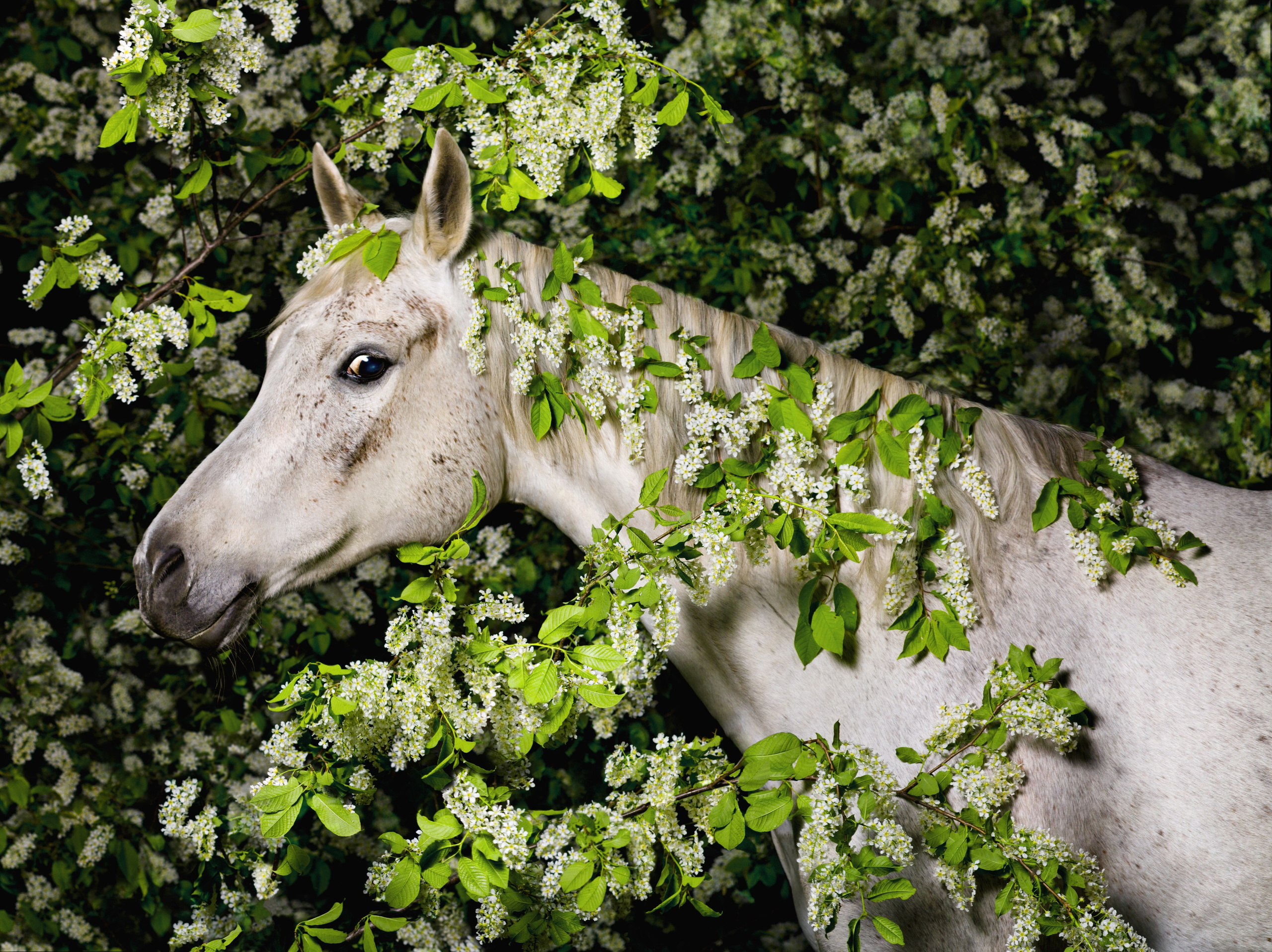 Лошади в студии. Лана Петрова, фотограф