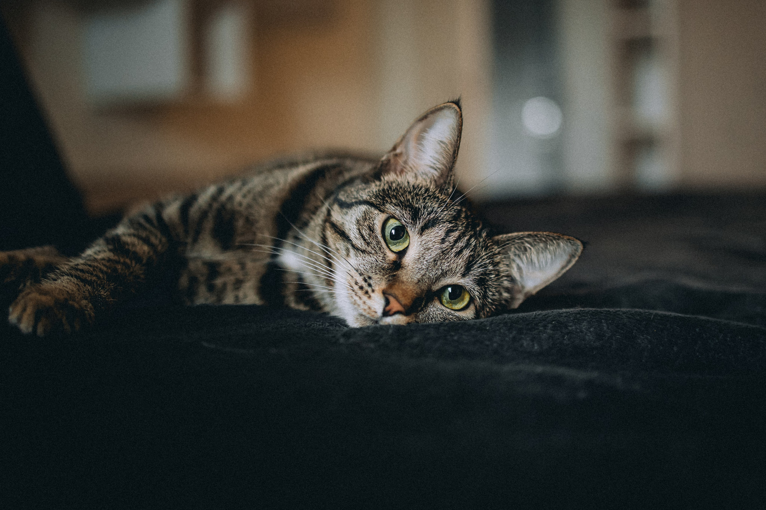 Рыся, Кепа и их семья