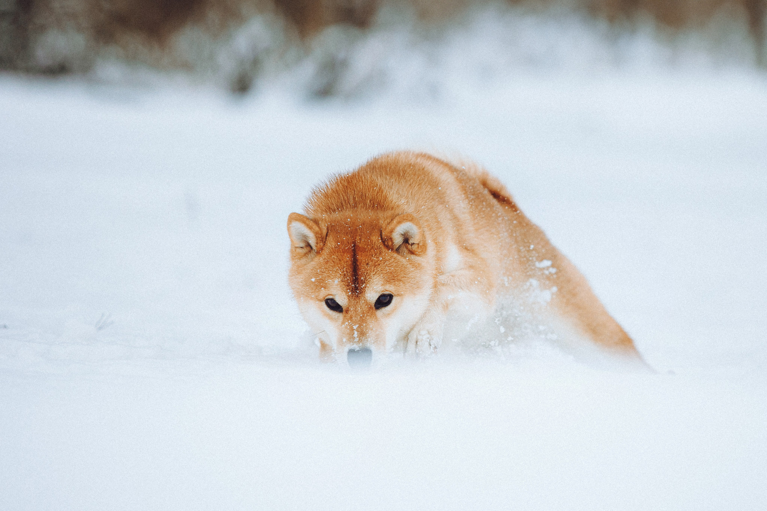 Настя и Ронин