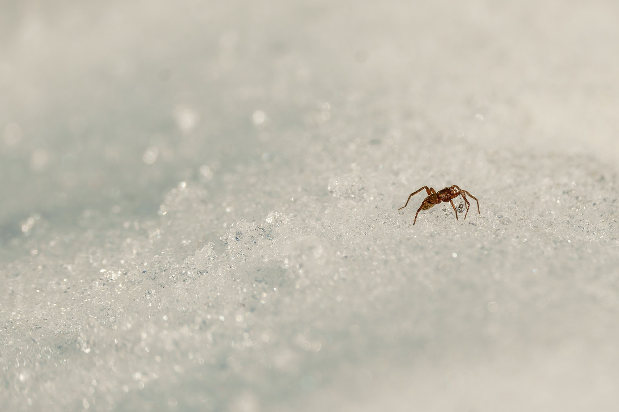 Макросъёмка. Ваш личный фотограф Марина Волкова