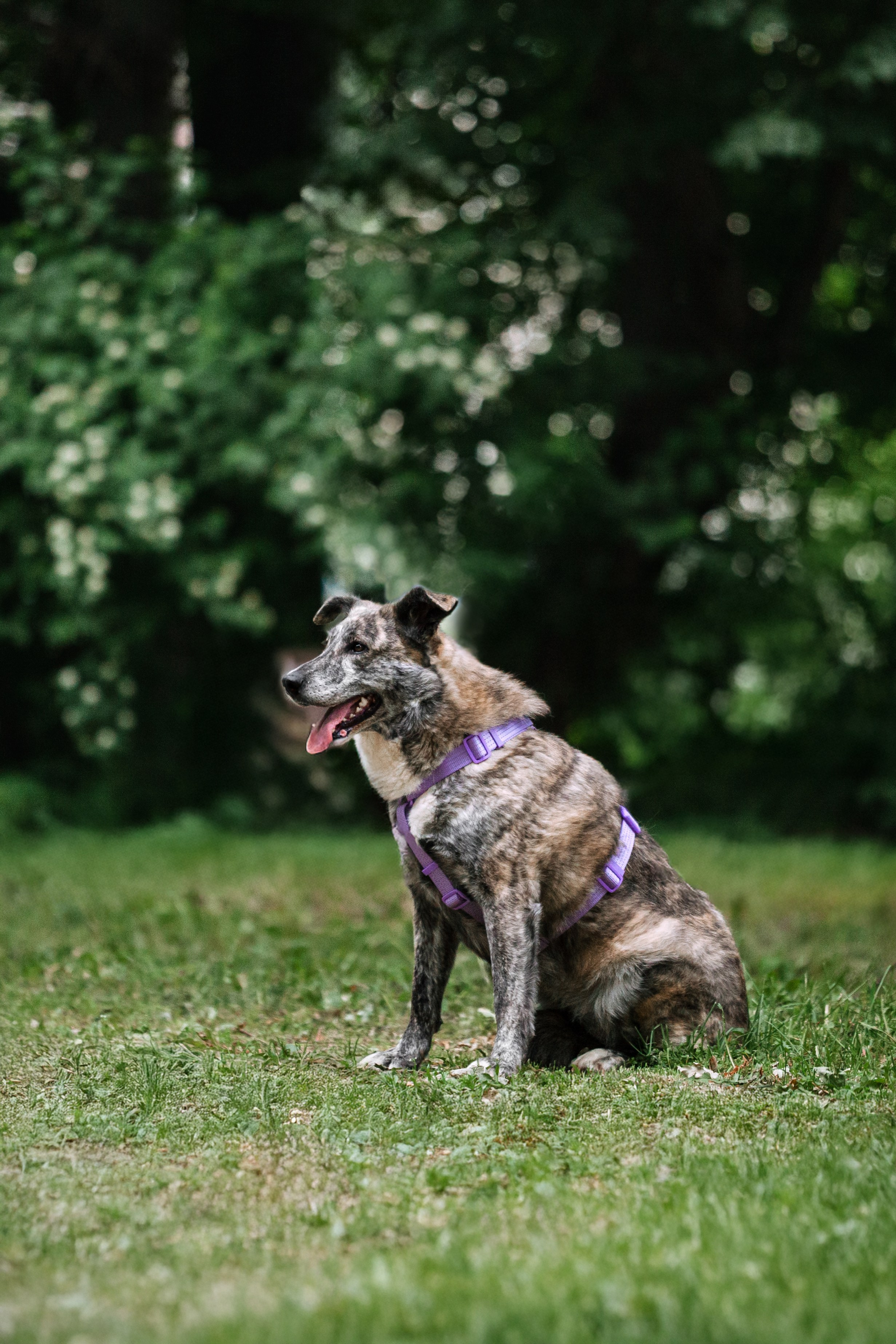 Собаки из приюта Дубовая роща лето 2025. Фотограф-анималист Татьяна Степанова
