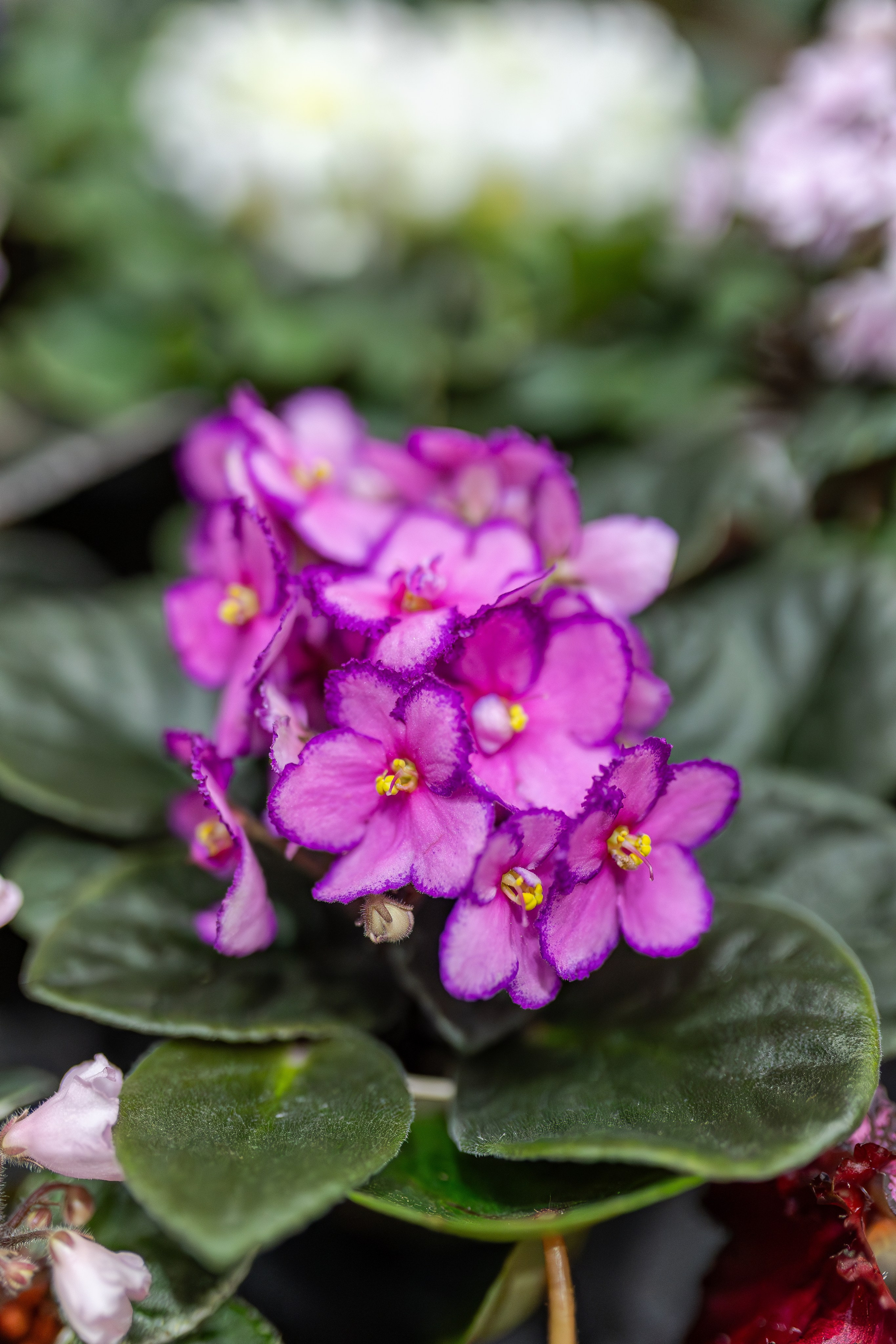 Монстериум апрель 2026. Александра Куликова фотограф, Москва