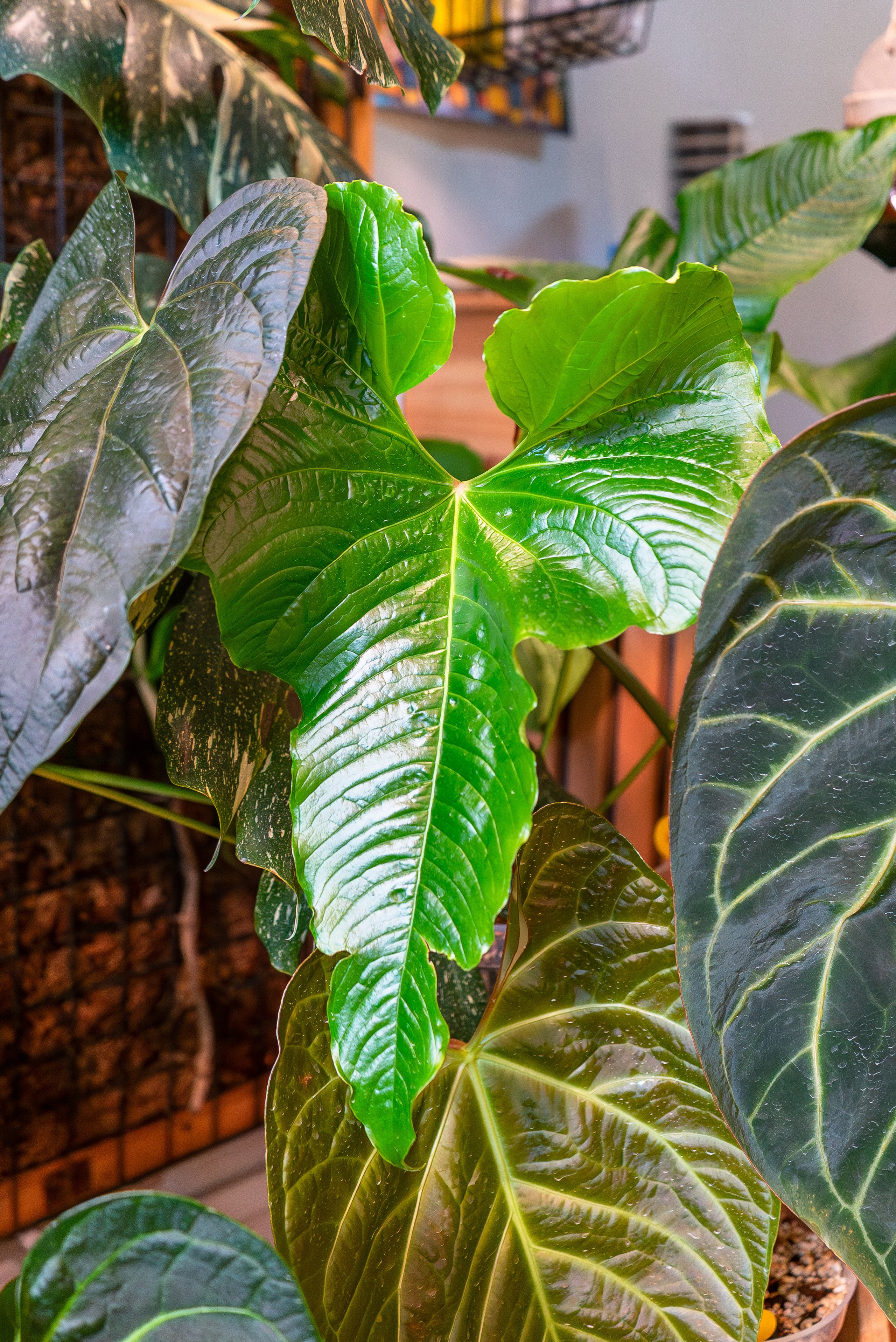 Make more plants. Александра Куликова фотограф, Москва