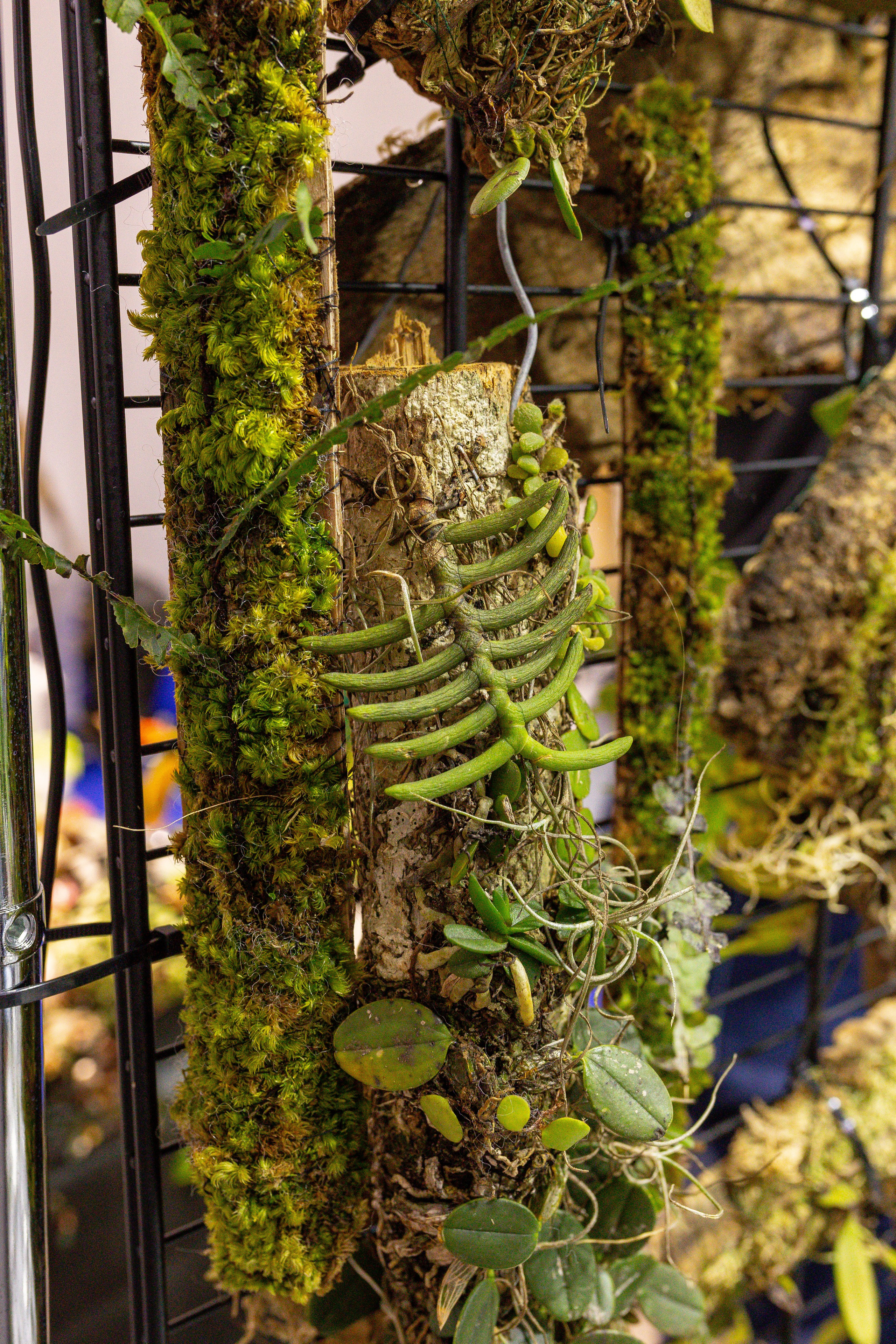 Монстериум 11–12 октября. Александра Куликова фотограф, Москва