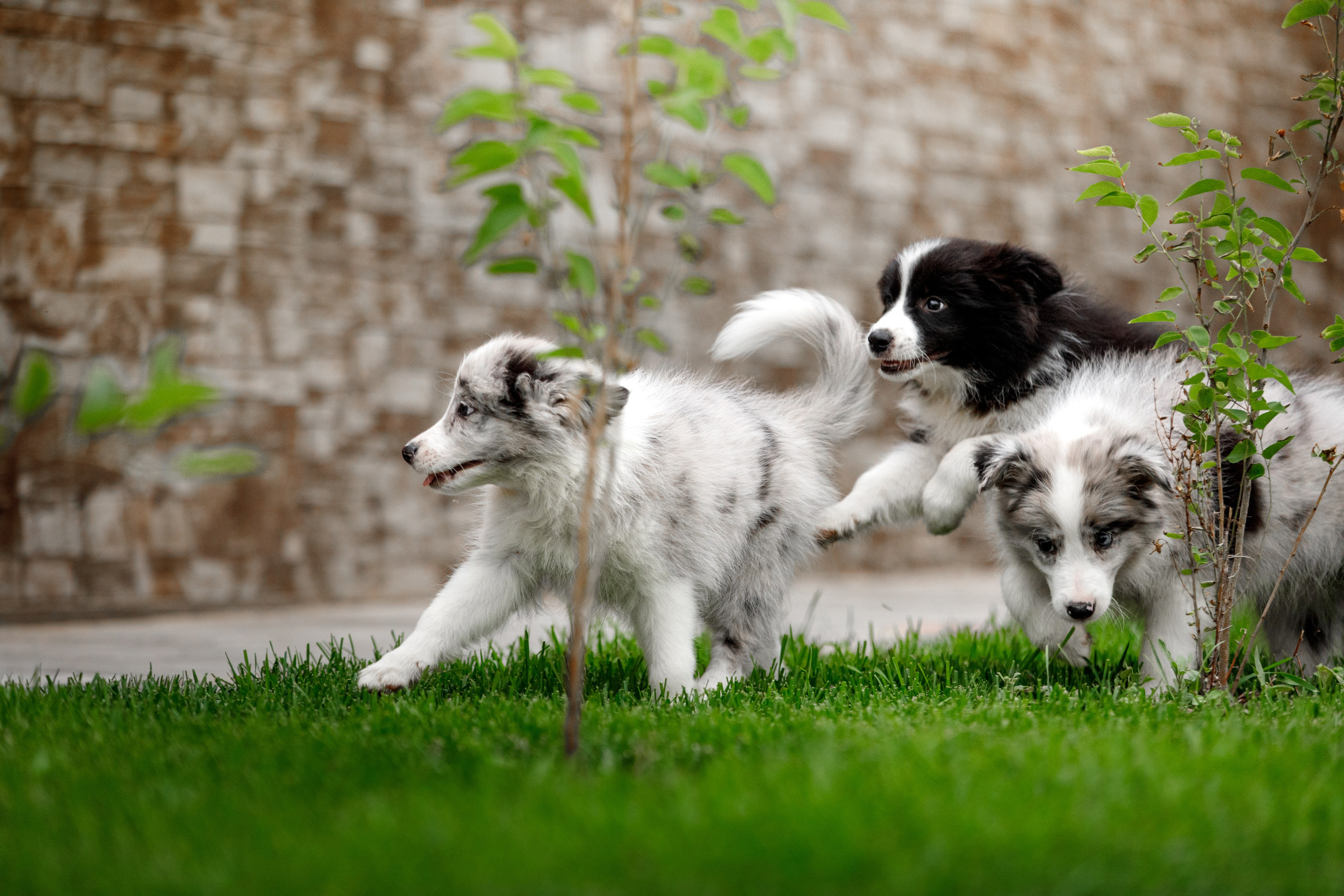 Болтовня в саду. О нас