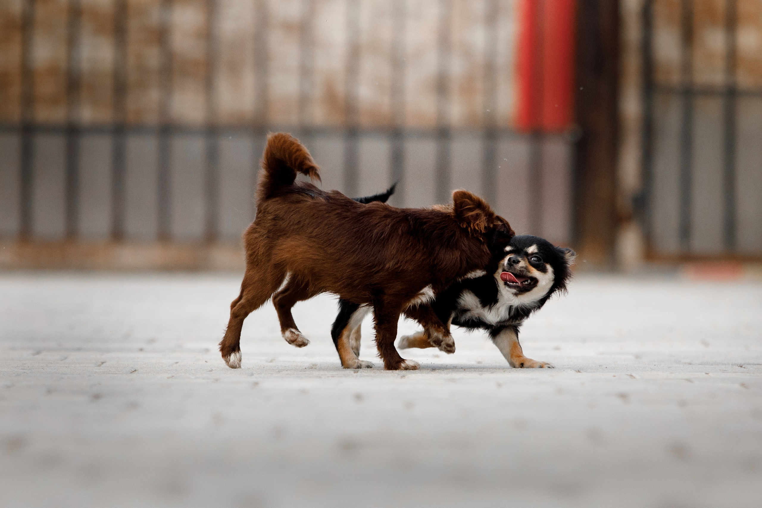 Болтовня в саду. О нас