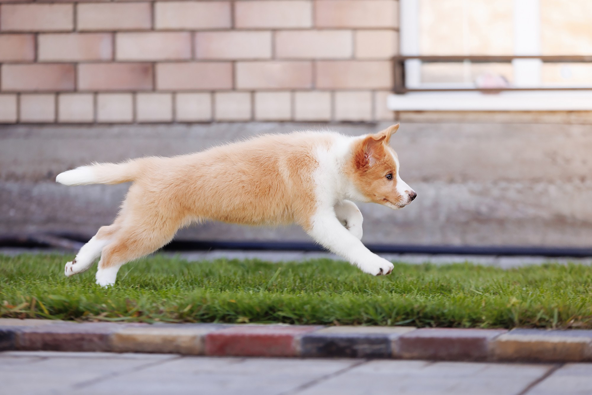 Трава у дома. О нас
