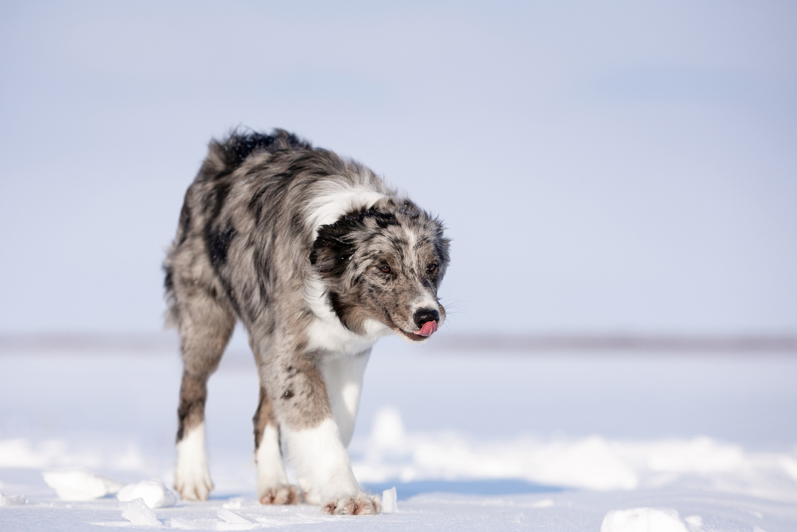 Мороз и солнце. О нас