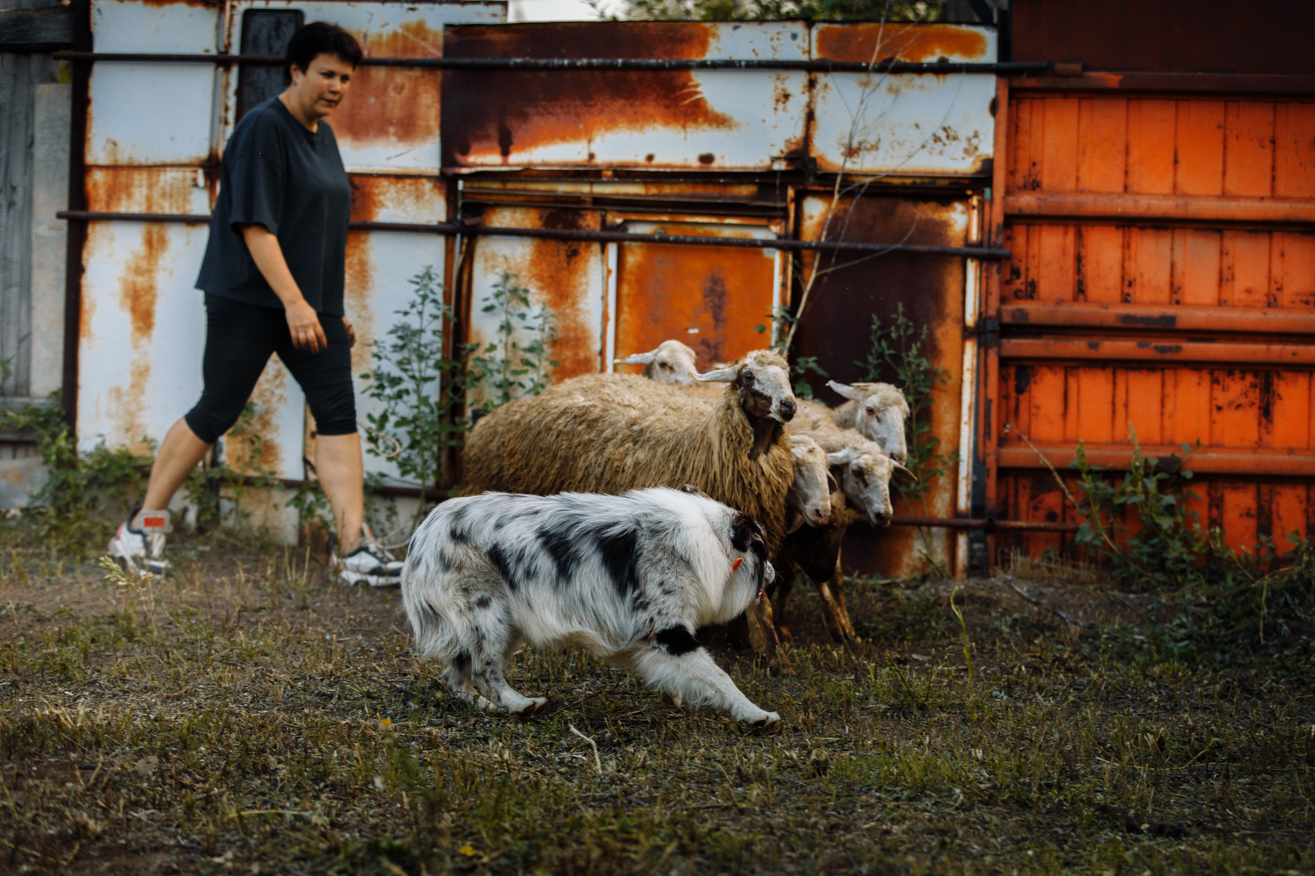 Овечий день. О нас
