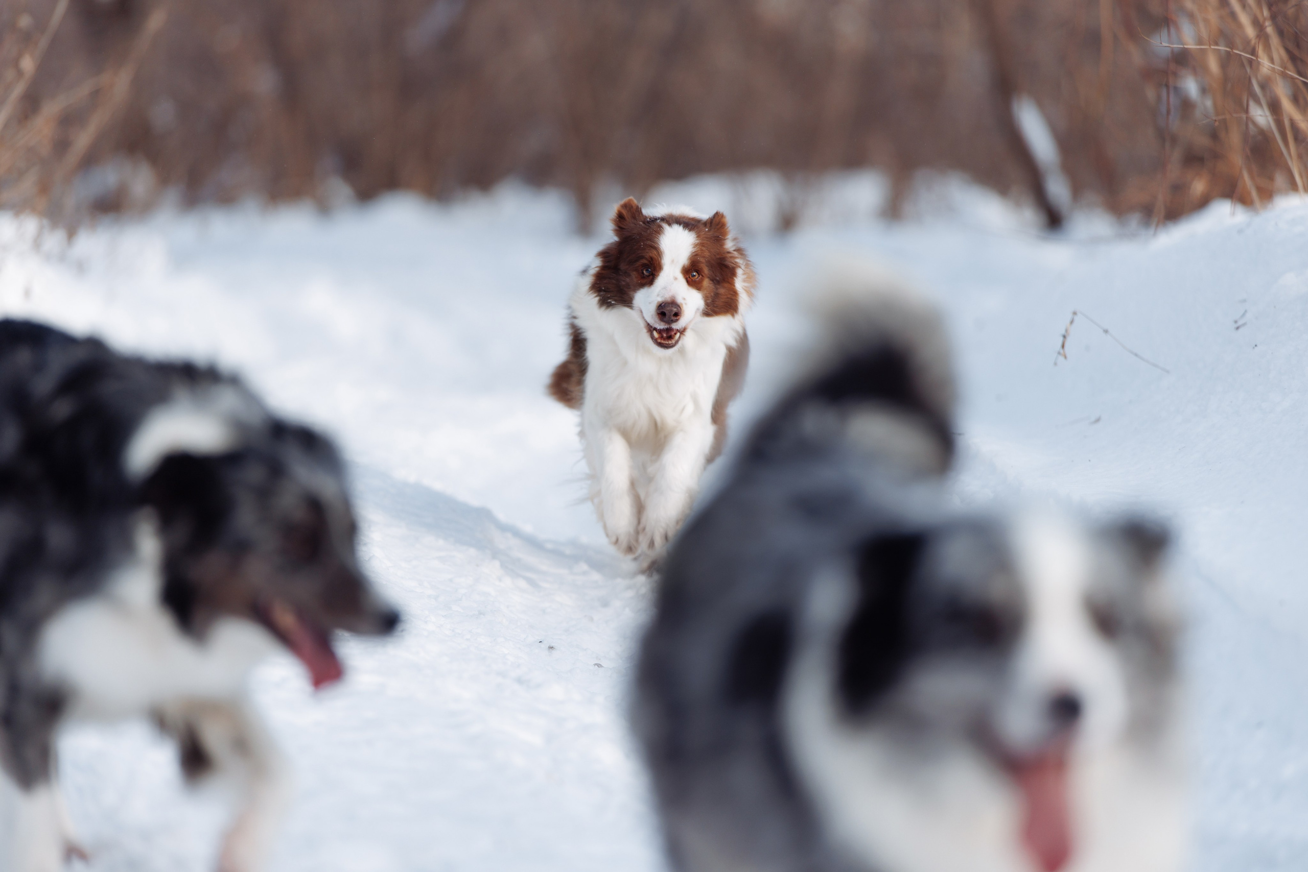 Яркий январь. О нас