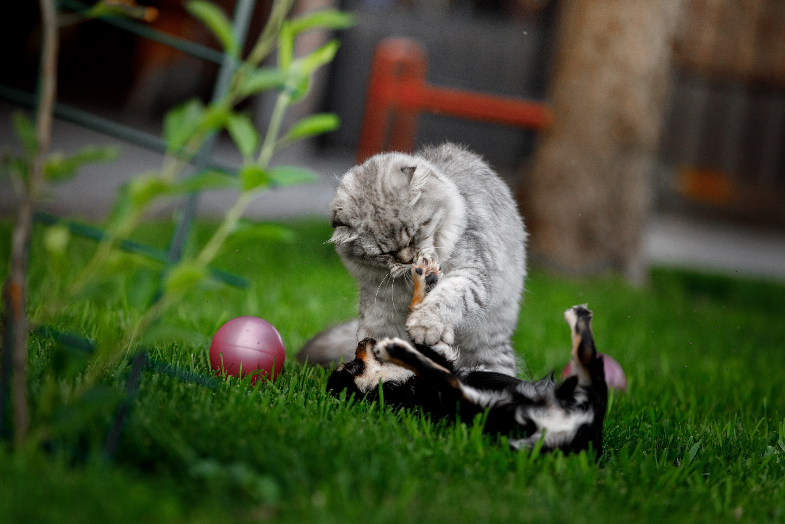 Болтовня в саду. О нас
