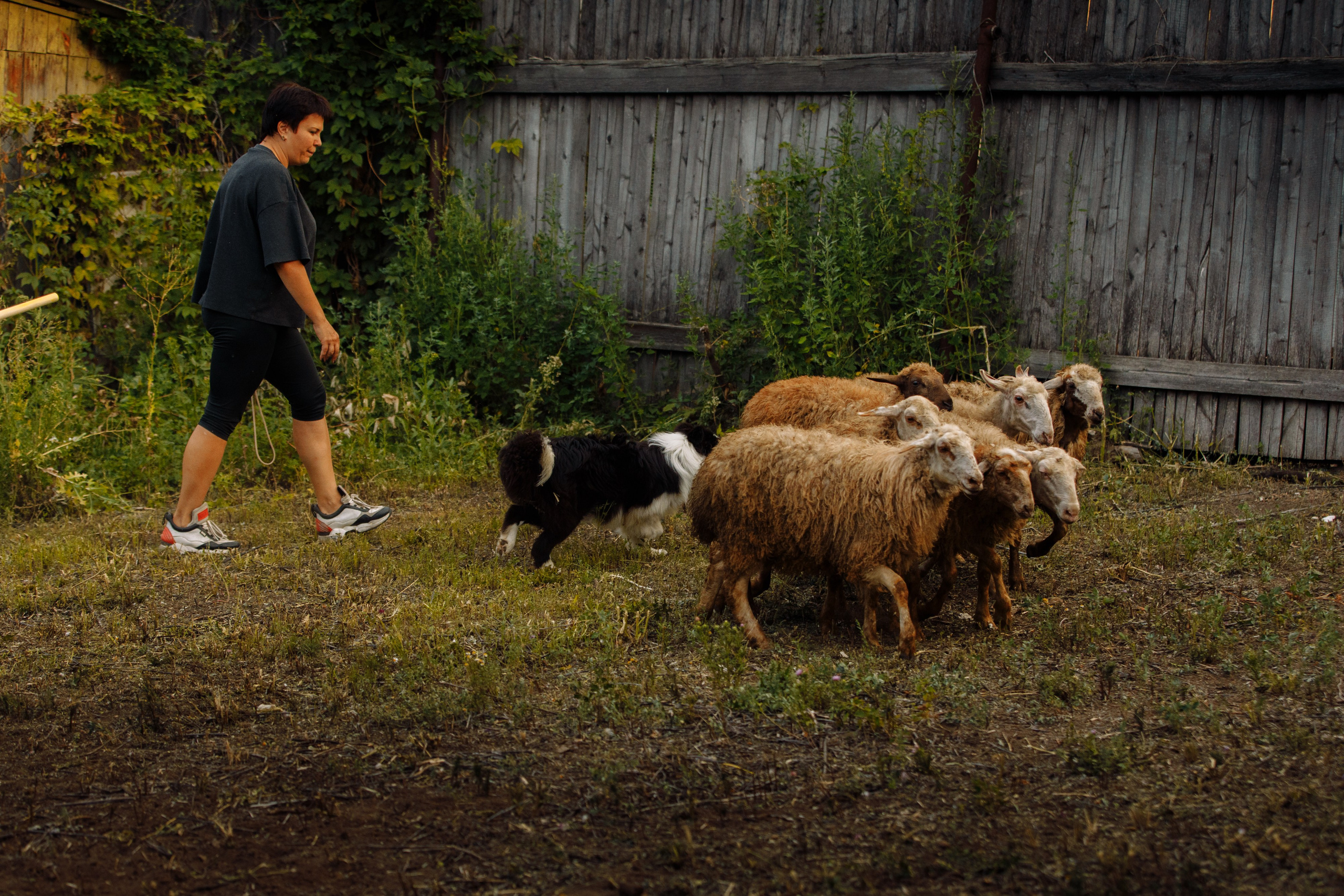 Овечий день. О нас