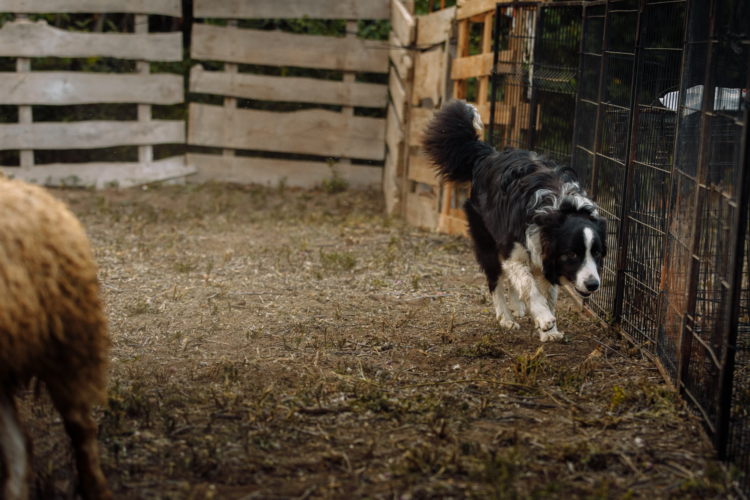 Овечий день. О нас