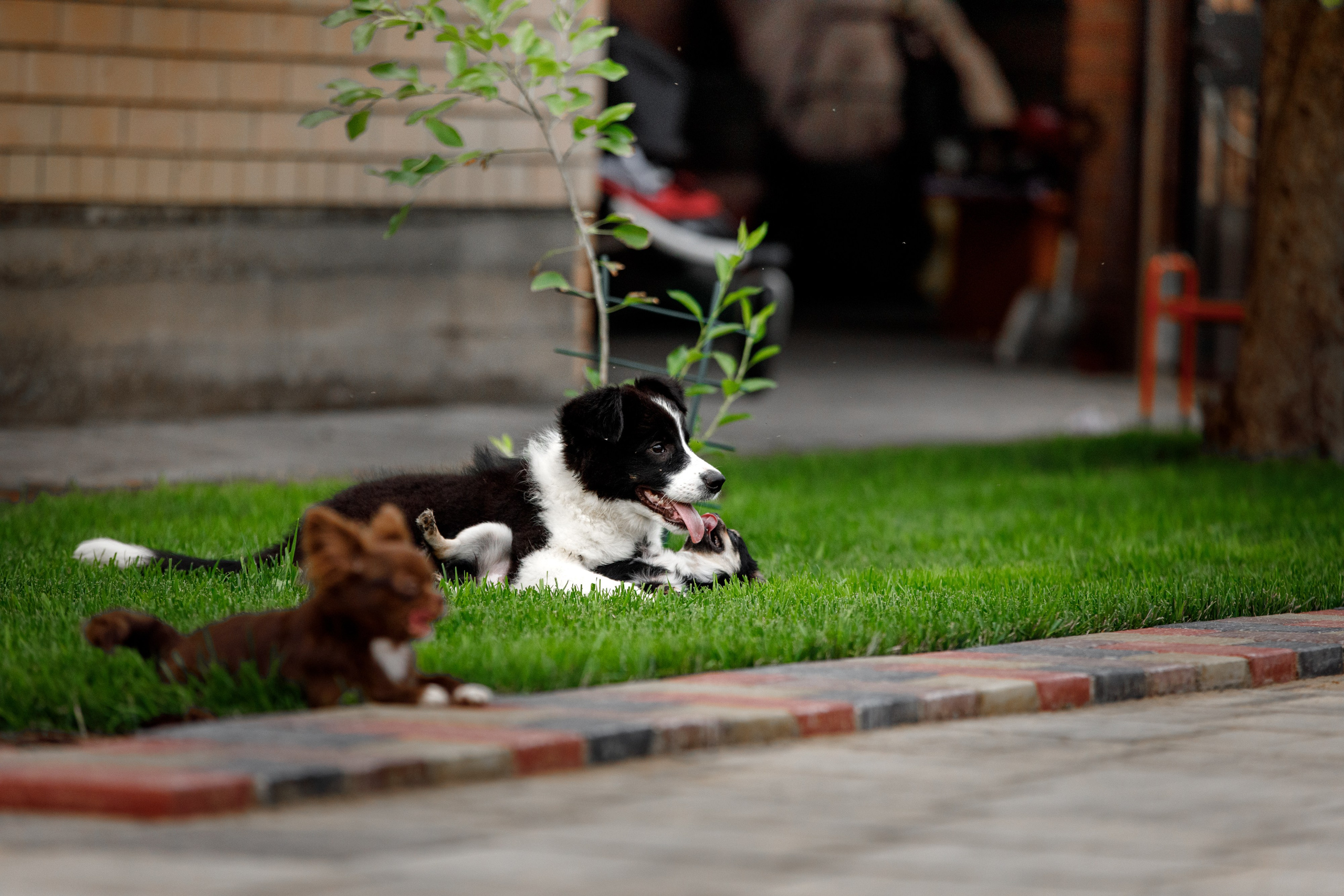 Болтовня в саду. О нас