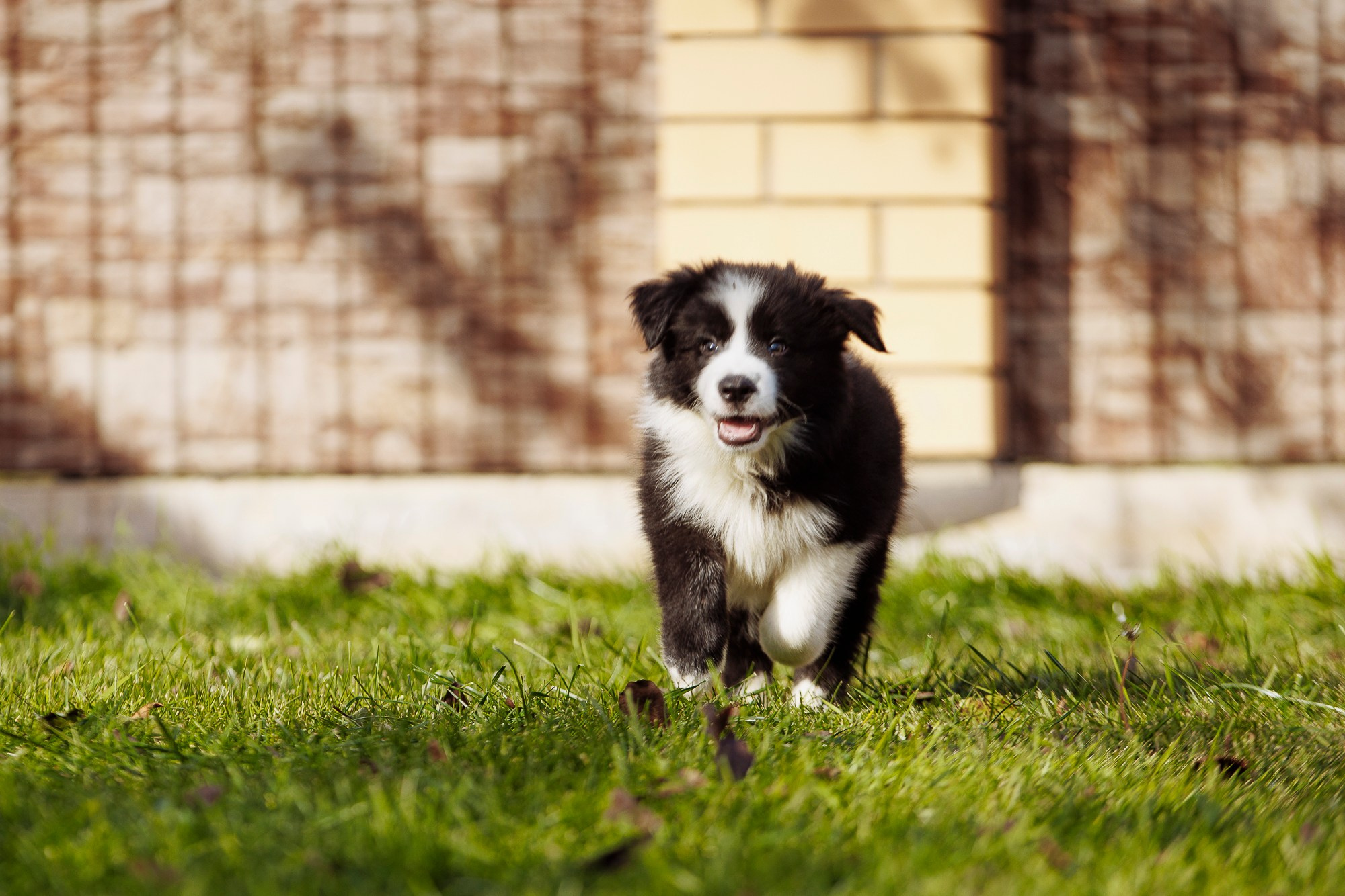 У дома с большой компанией от мала до велика. О нас