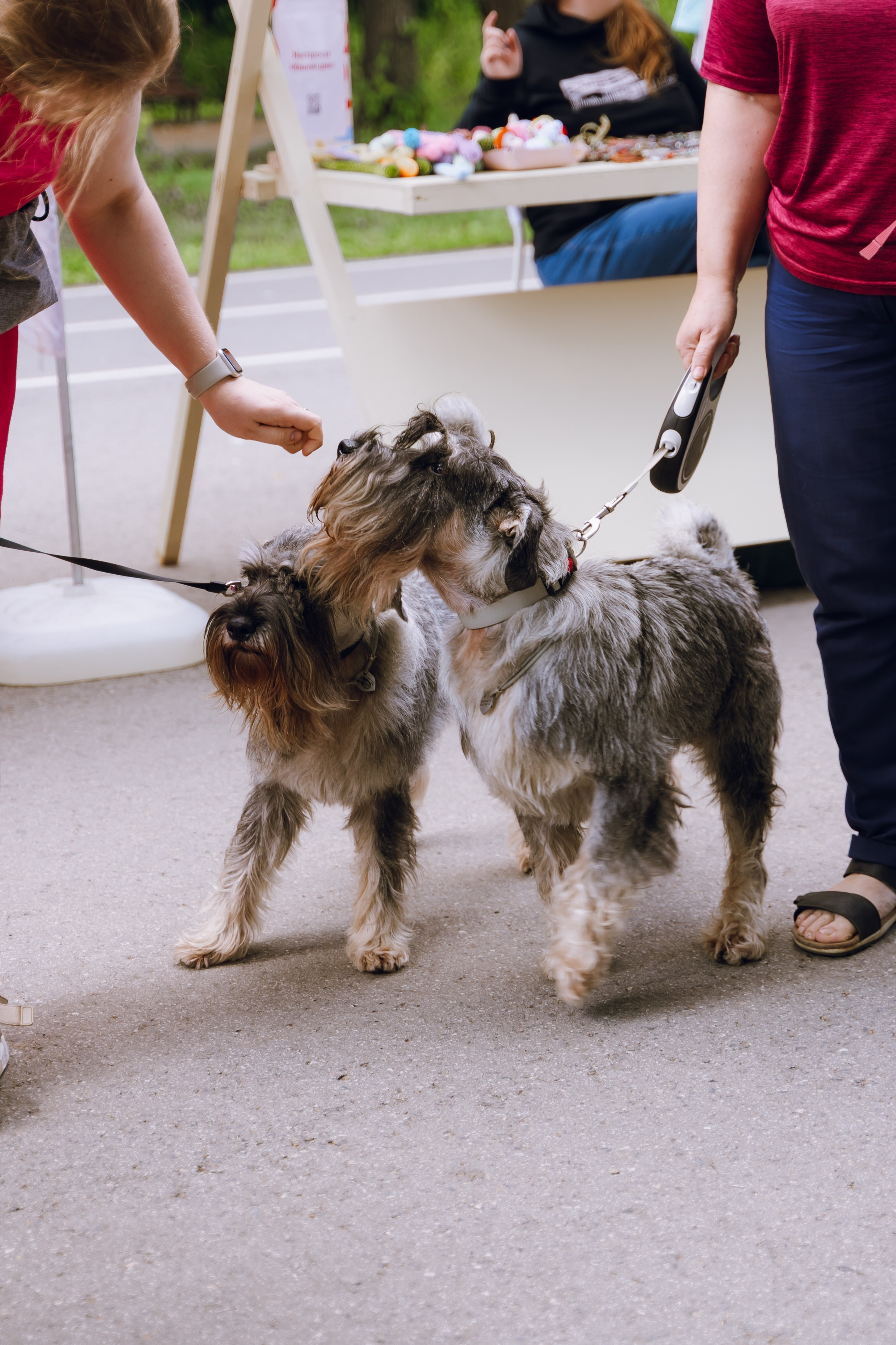 Площадка фестиваля «Мампус и его друзья» в Лесопарке 2025. Фотограф Надежда Погребняк | Рязань | Москва