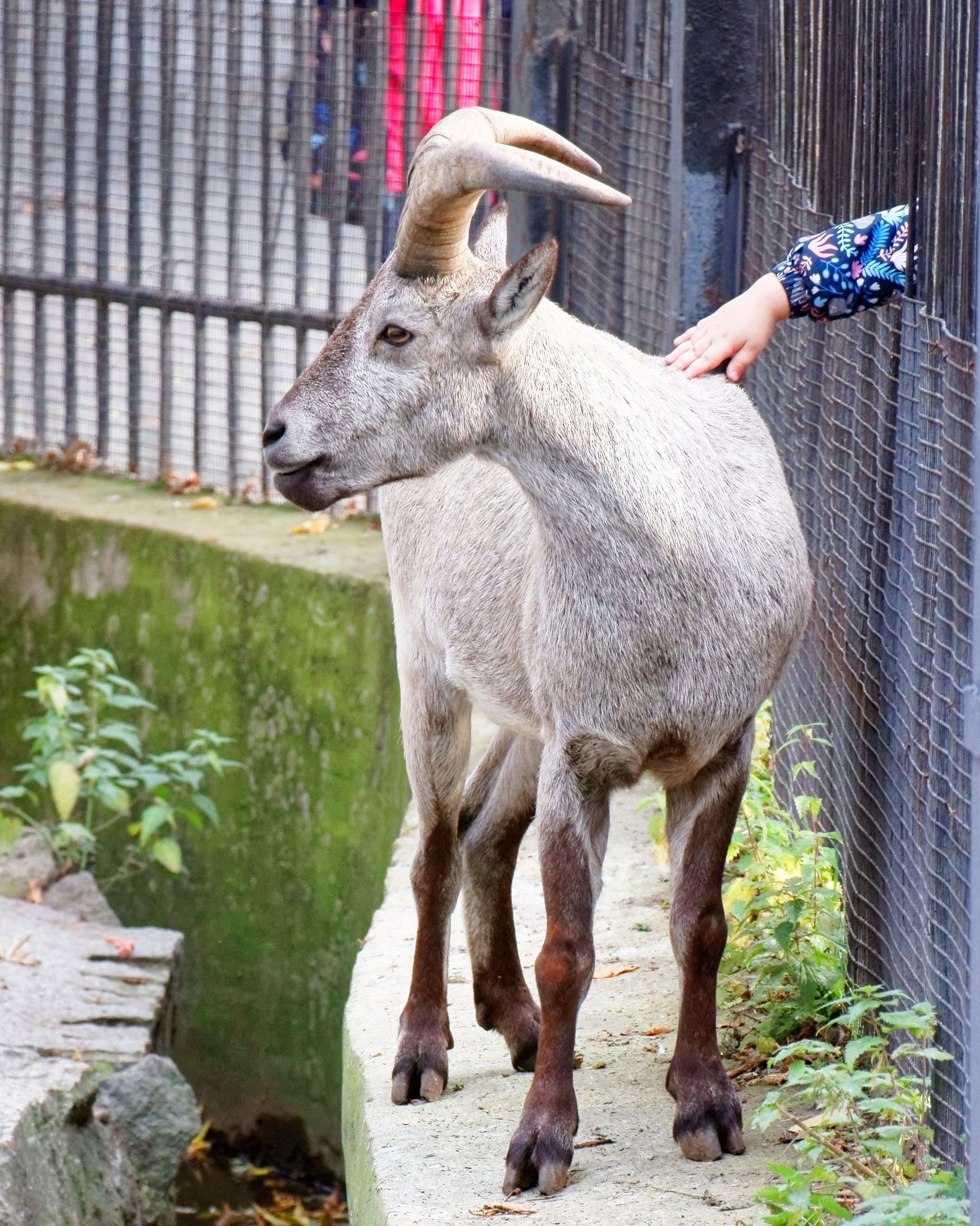 МОСКОВСКИЙ ЗООПАРК. Фотограф Владимир Роля