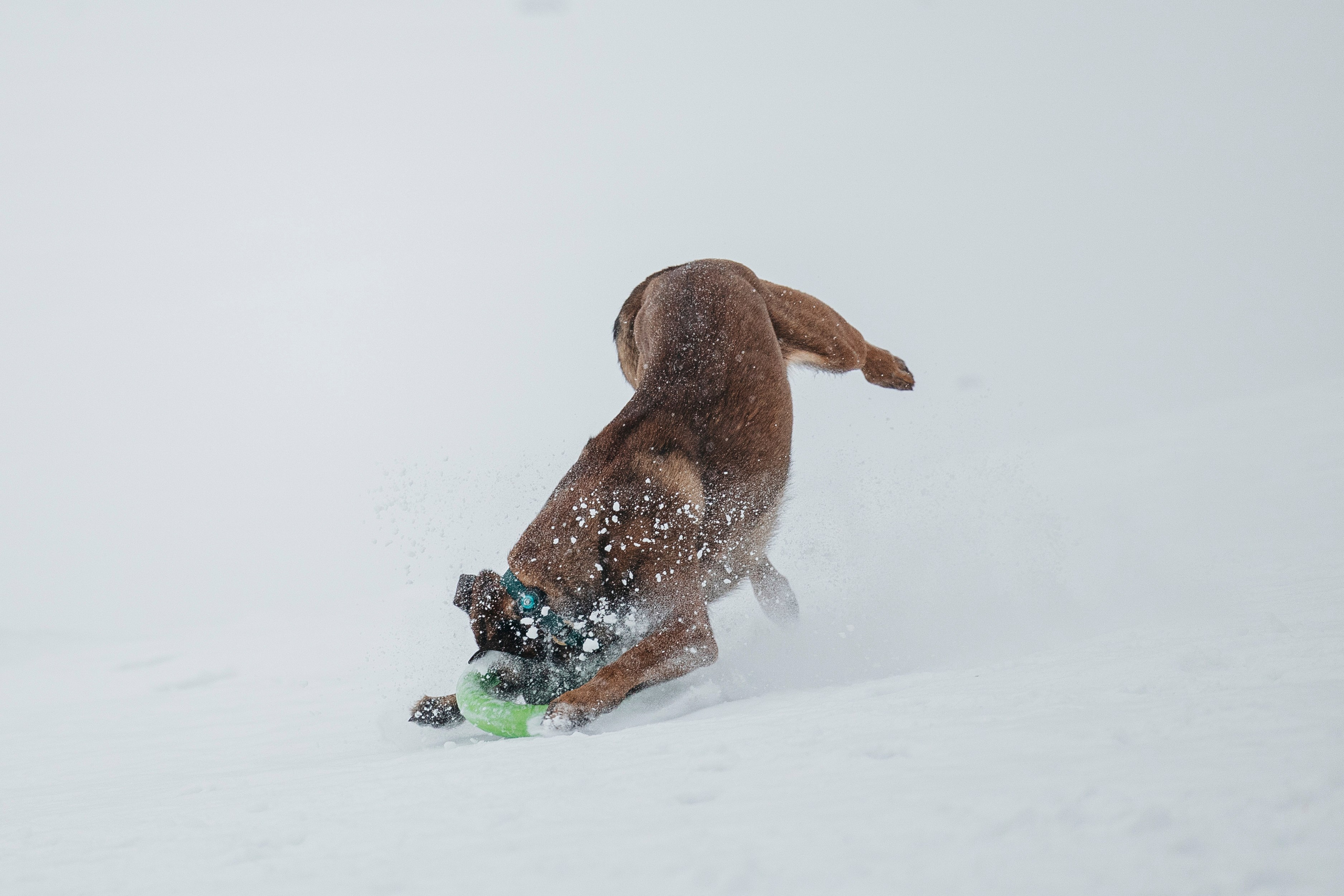 Карьер. Фотограф-анималист Анна Маринич