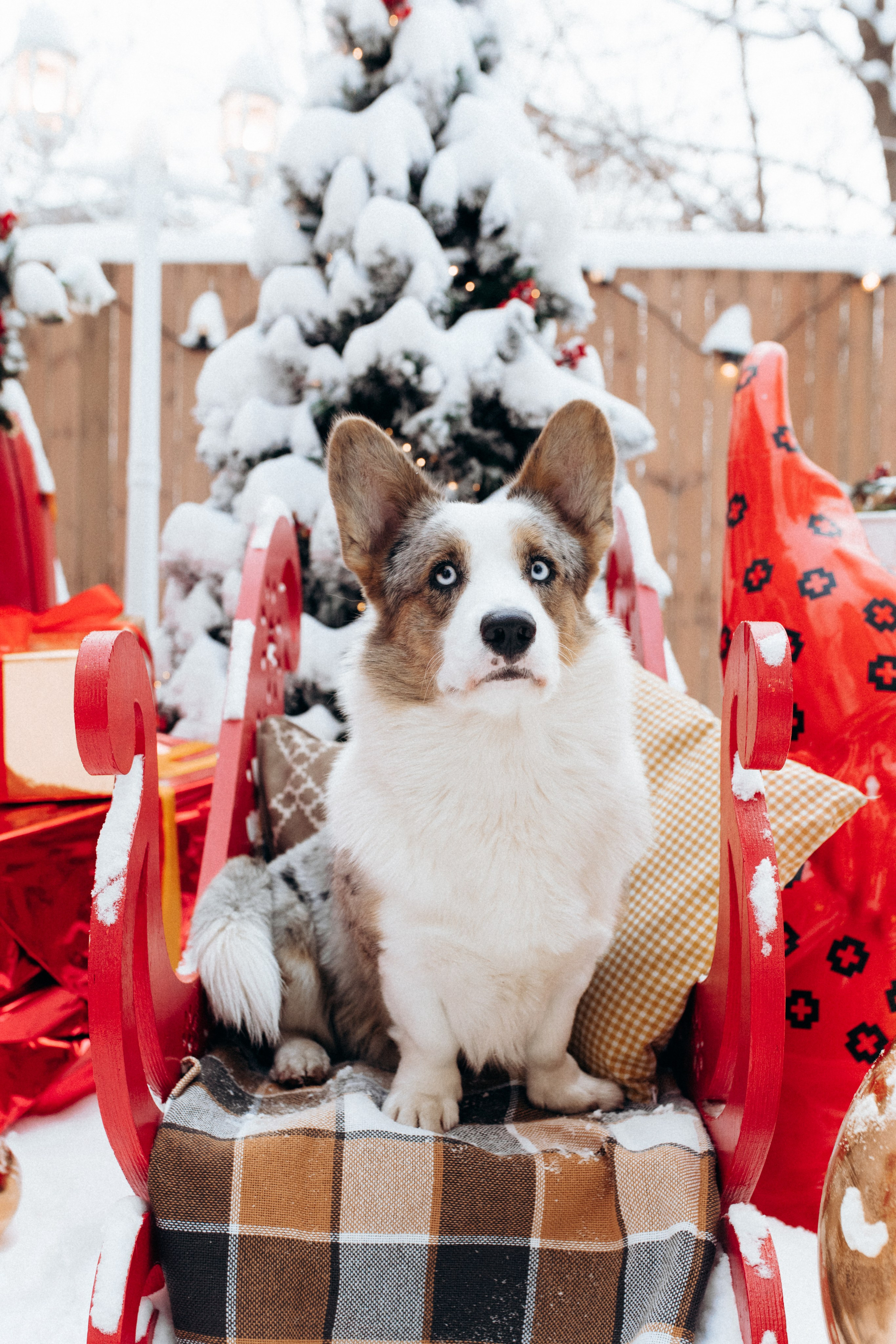 Маша и Дэф. Фотограф анималист в Москве Ольга Агушева
