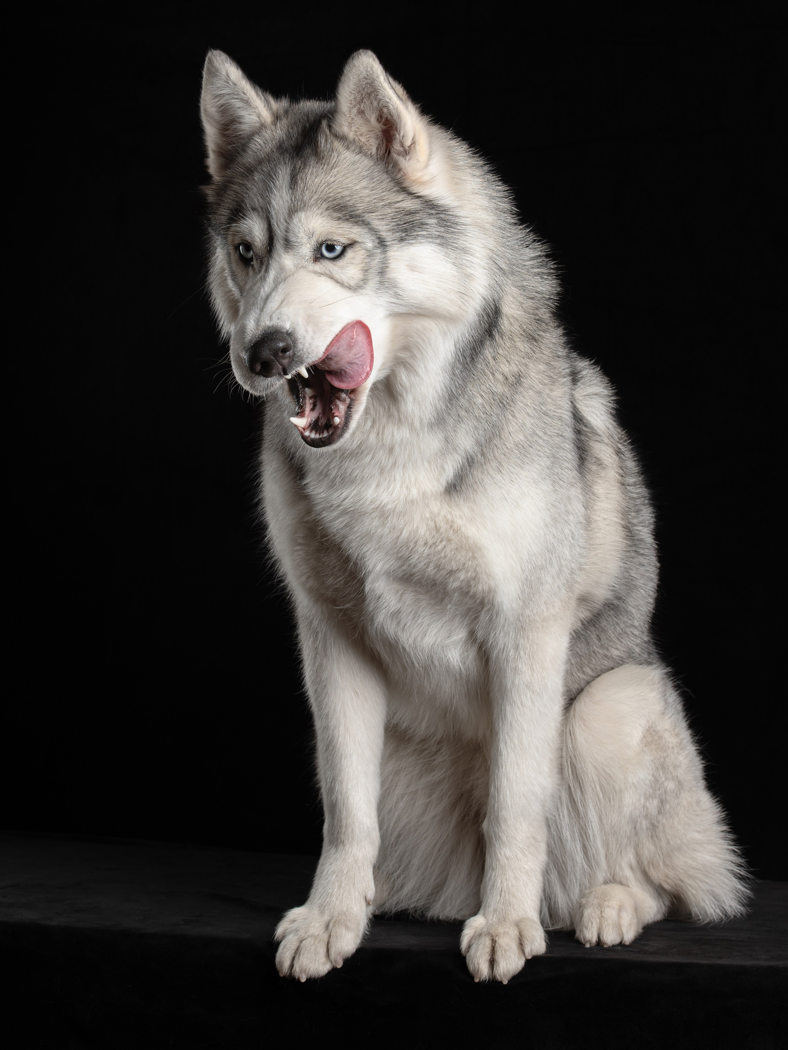 Белка | хаски. Alexandrovna photography