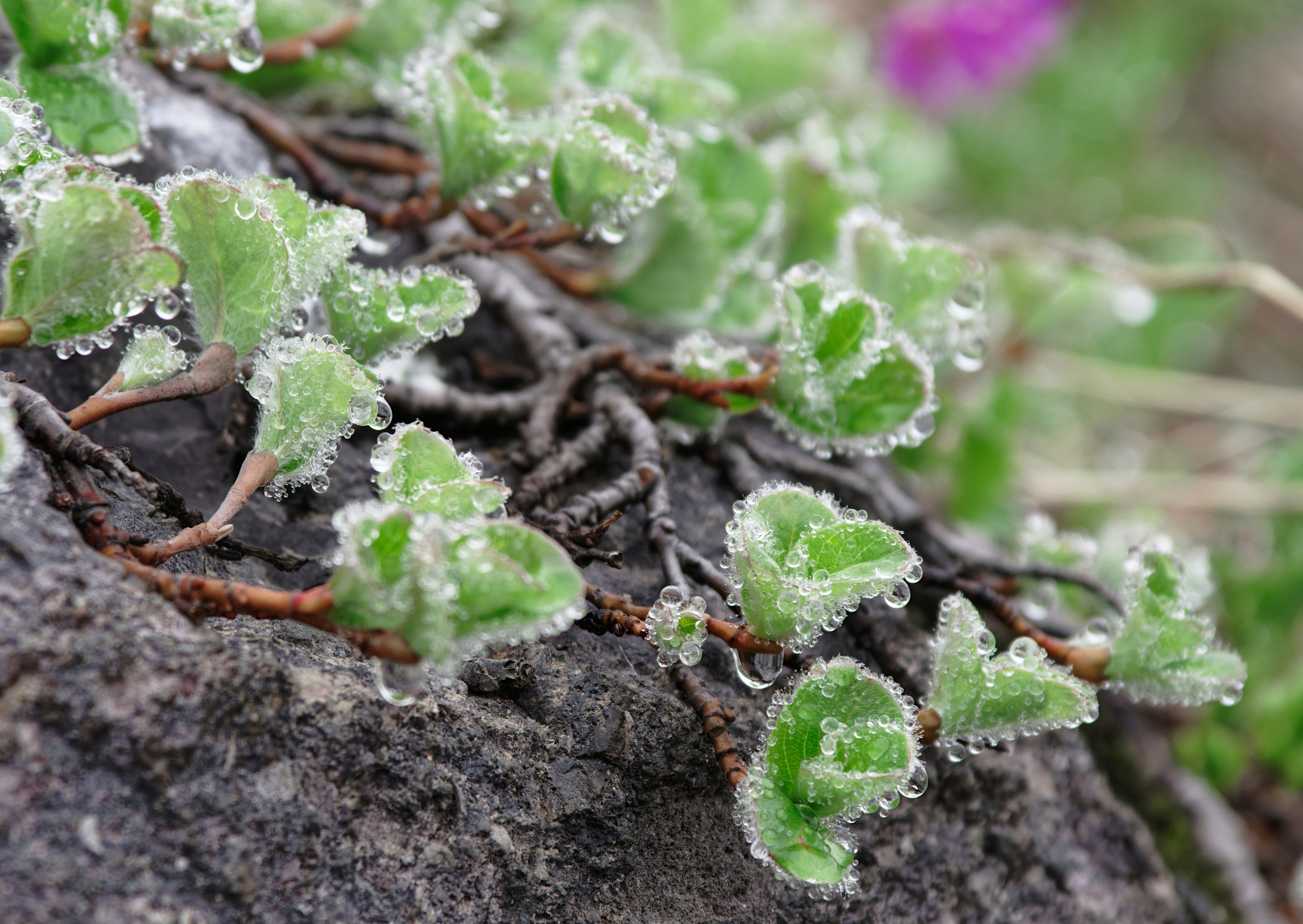 Камчатка, растения в росе на Вилючинском перевале